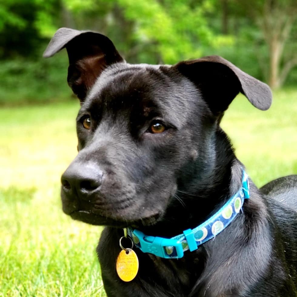 Close-up of a black dog with floppy ears wearing a blue collar with tags, set against a blurred green background.