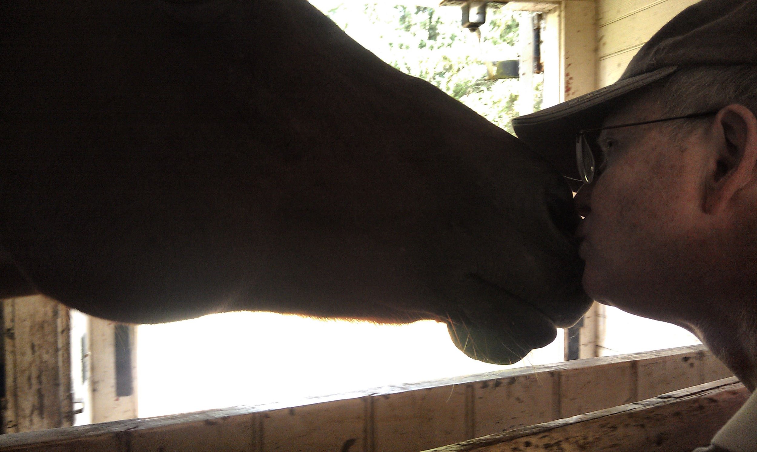 A person wearing glasses and a cap is kissing a horse on the nose inside a stable.