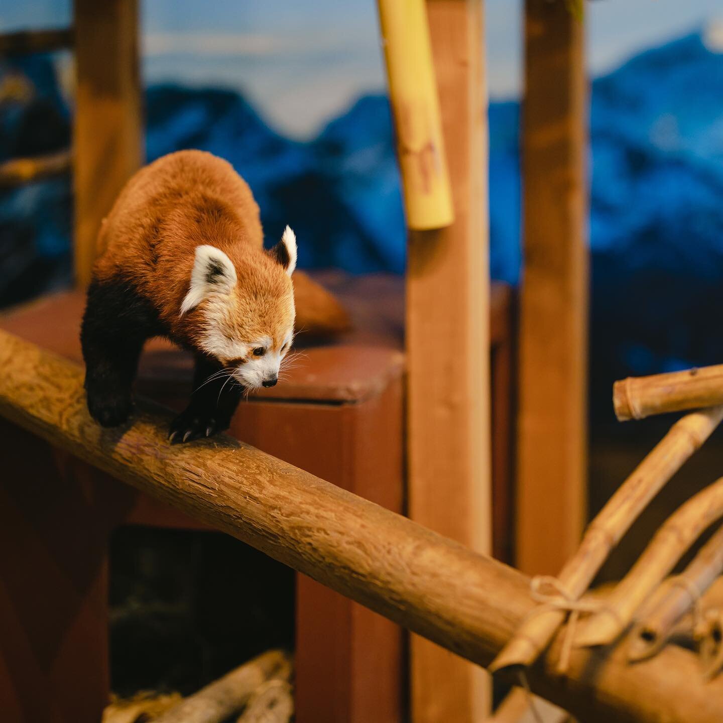 Some light and composition practice at Beardsley Zoo today. Bonus red panda pic 🐼