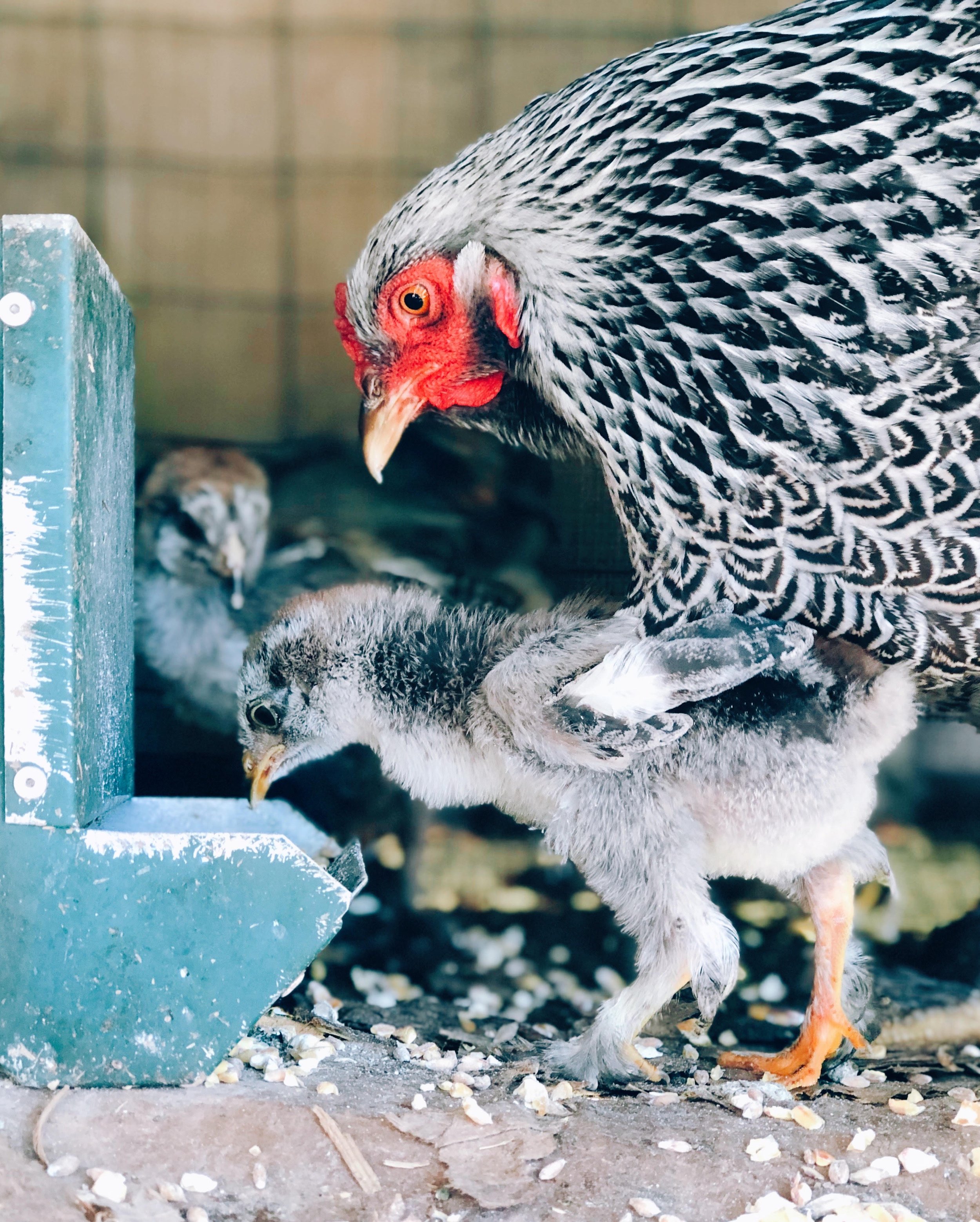 chickens.jpg