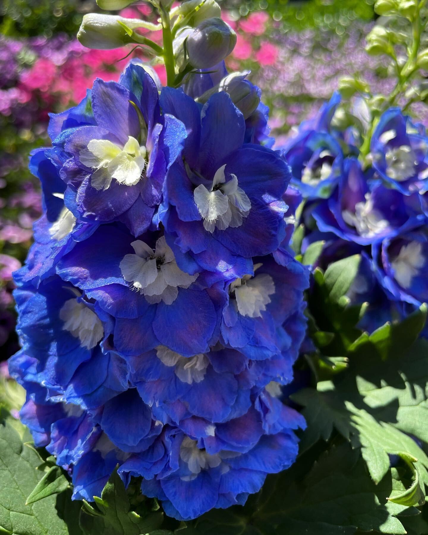 💐🌺🌸🌼🌻🌷🌹🪷

In the language of flowers, the Delphinium carries the symbolic meaning of joy, happiness, and goodwill. A delphinium flower also represents positive communication and interactions and has been utilized as a symbol to ward off evil 