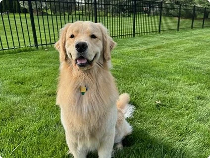 Frank the dog in his new fenced in yard