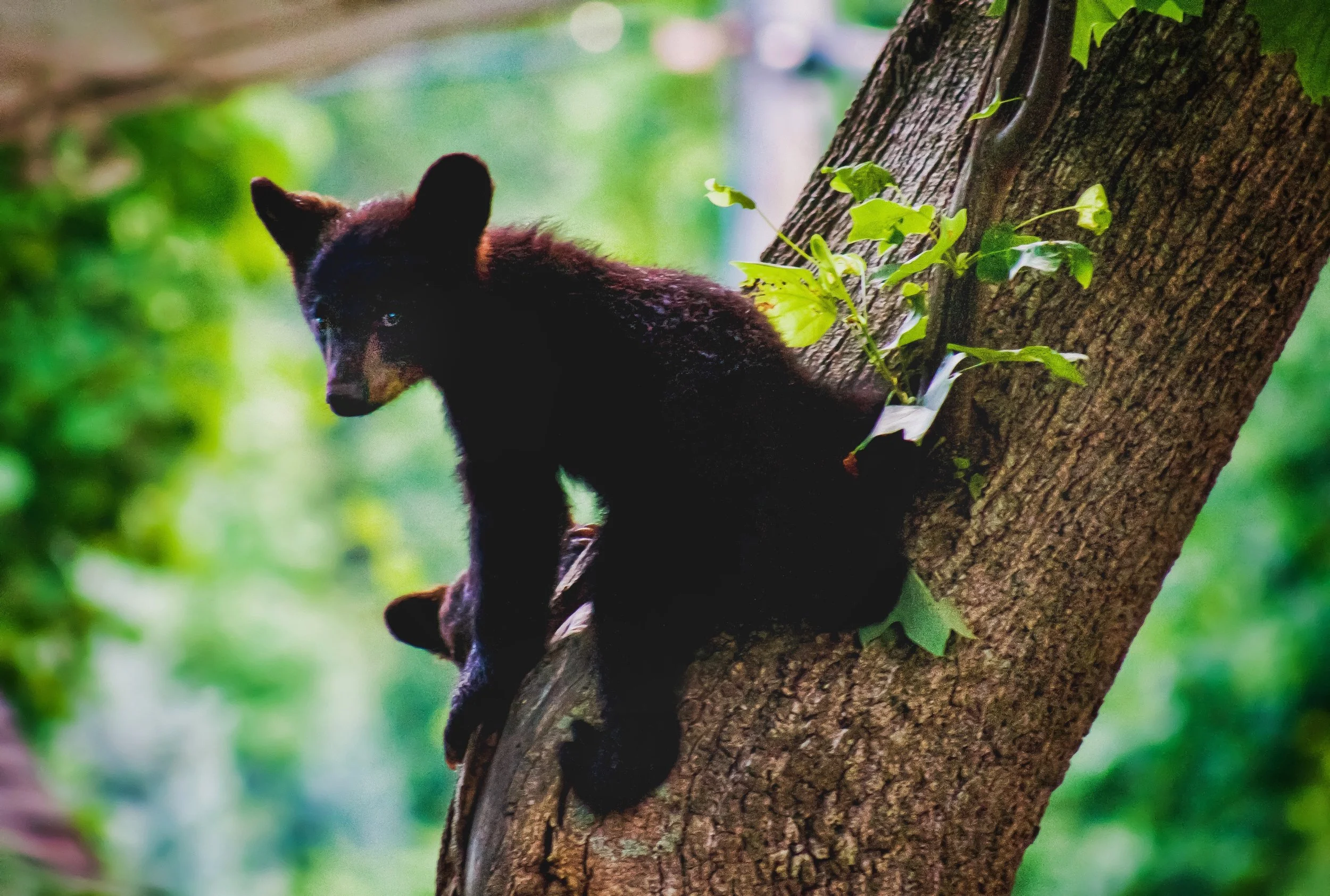Wildlife