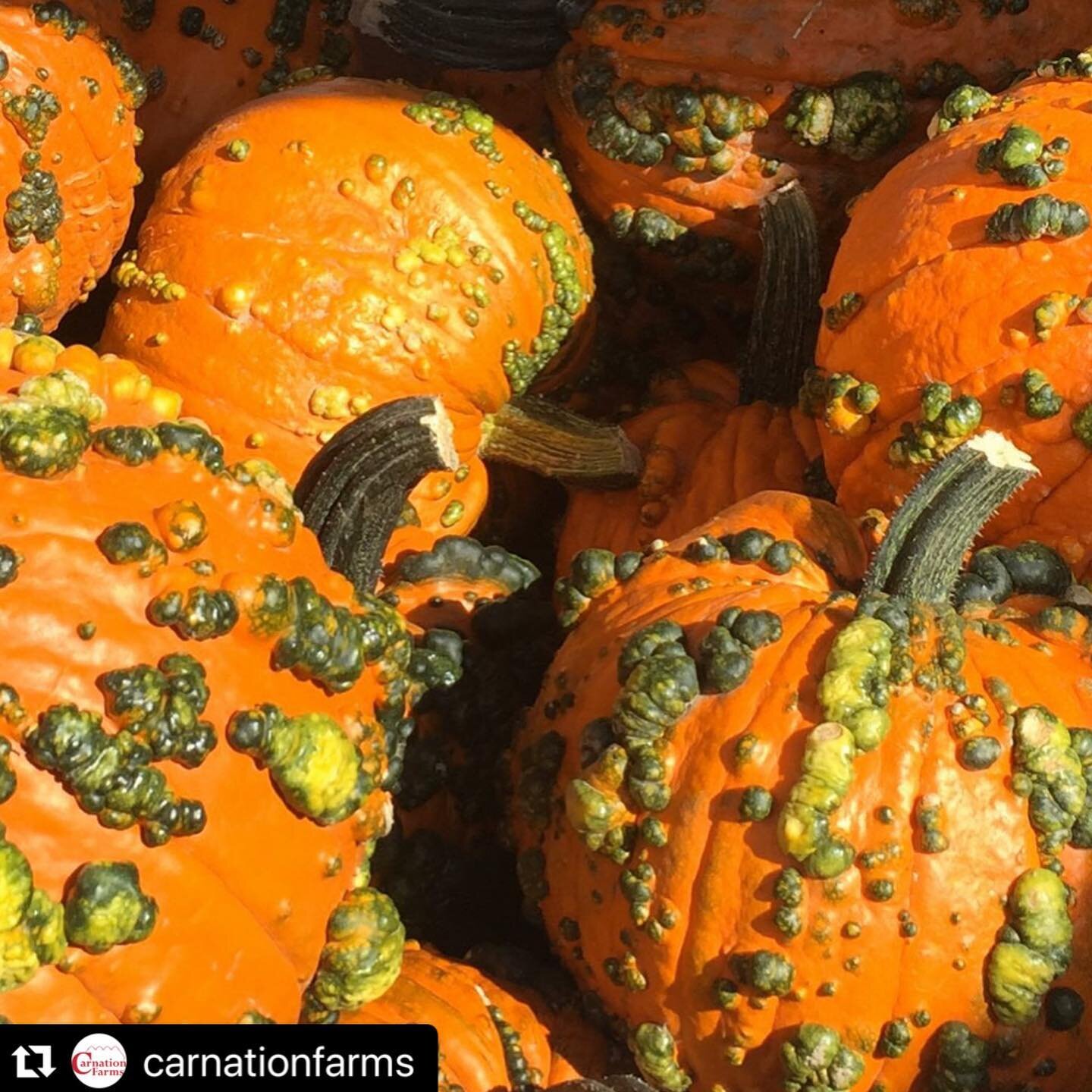 #Repost @carnationfarms with @make_repost ・・・Come see us Saturday 10am to 4pm @carnationfarms 
Weekend #2 of the Harvest Festival opens on Saturday, October 12 at 10 am. Yes, we have pumpkins galore!  And debuting this Saturday:  Axe-throwing courtes