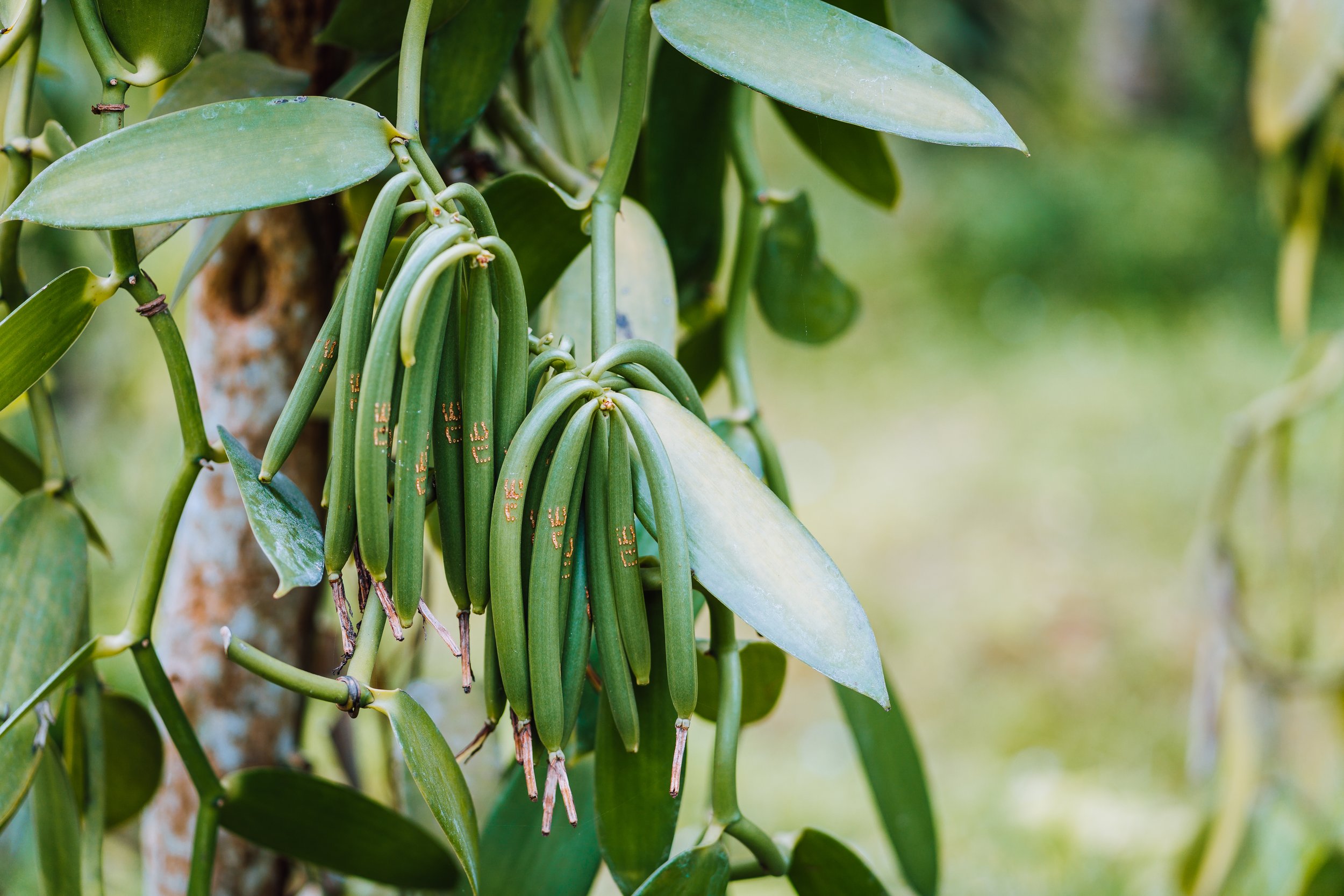 closeup-of-vanilla-plant-green-pod-on-plantation-2021-08-27-15-52-33-utc.jpg