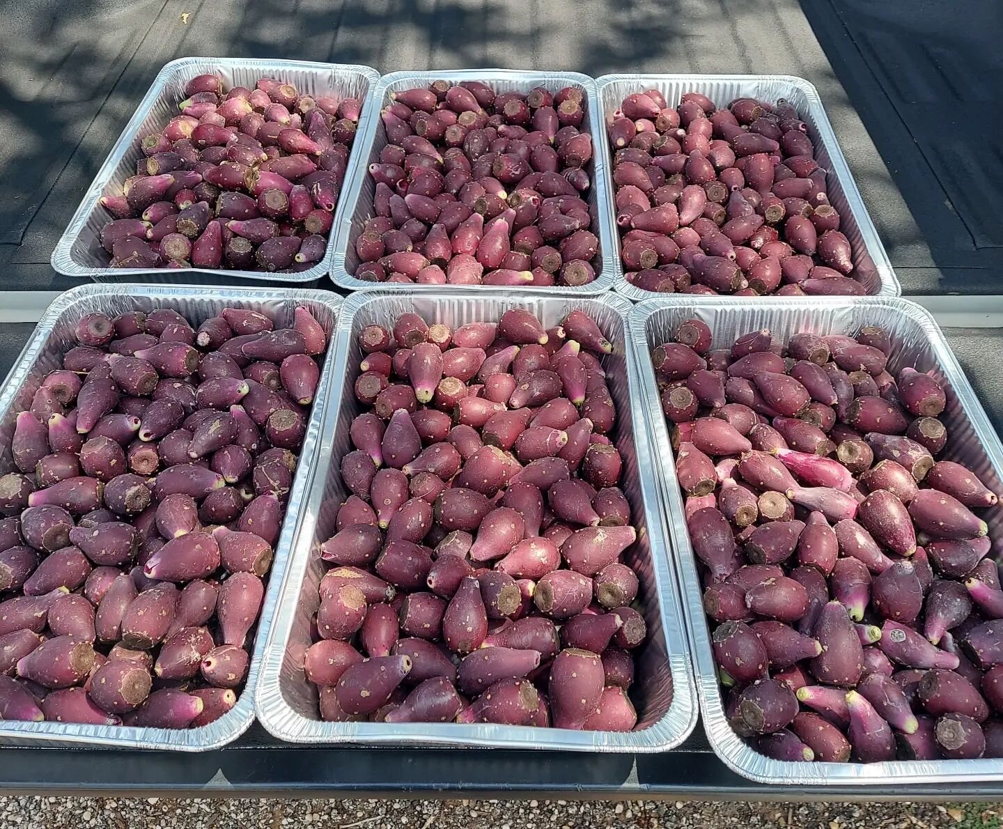 We have several patches of Prickly Pear that we had left untouched throughout the first part of the season. It's now time to harvest from them, and these tunas are beauties. #pricklypearcactusfruit #mccartylandfarms