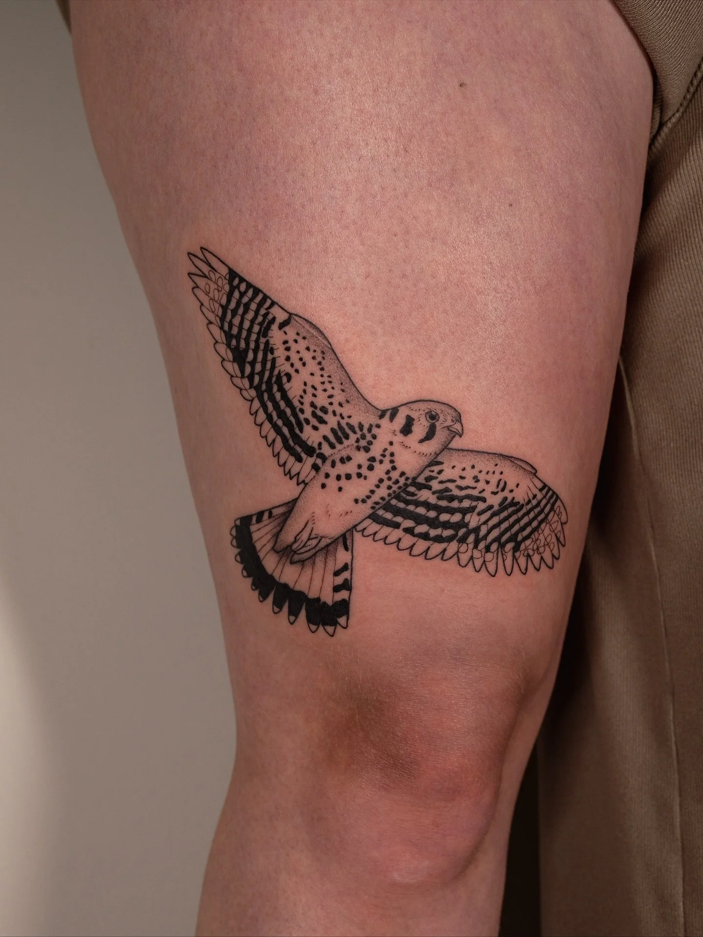 An American kestrel and a sword fern for Kathryn🦅🌿 I also got to snag some photos of some healed tattoos we did 4 months ago!💖