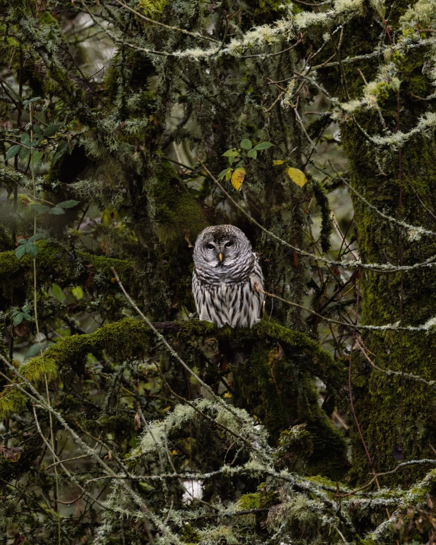 A wet December day spent outside looking for reference images in the wild- I&rsquo;d love to make any of these guys into tattoos!🦉🦢🦅🦌🦆💖✨ Can you name any of these cuties??