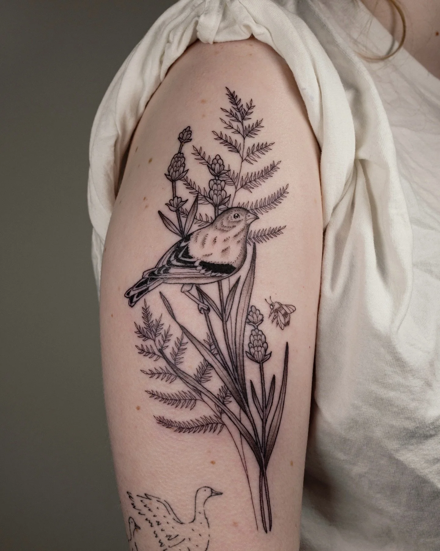 Just a cute little goldfinch hanging out with his bee friend amongst the lavender flowers🪶🐝🪻💖 thanks for coming in Kirsten!