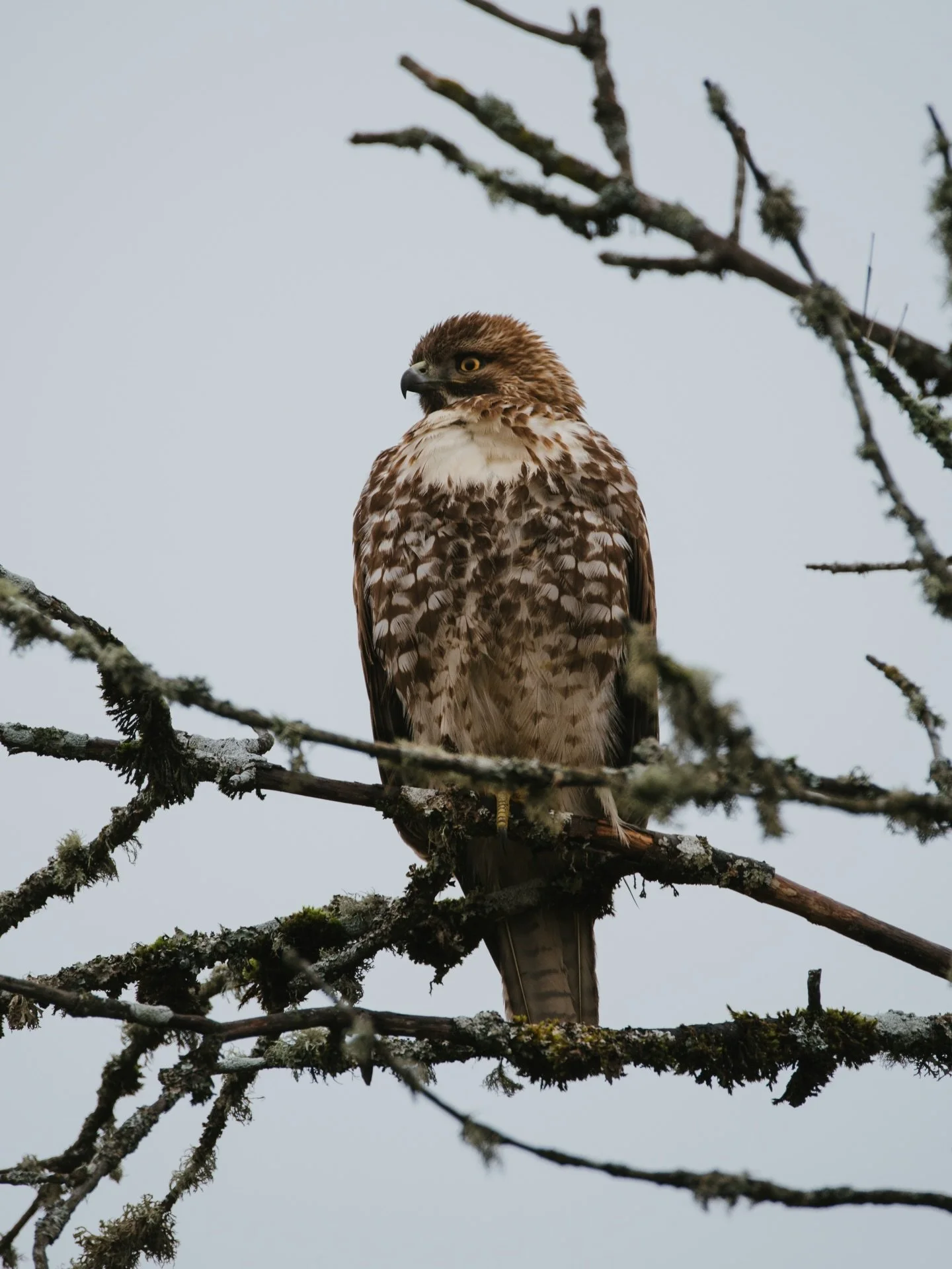A very bird-y Christmas🦅🦆🐦&zwj;⬛🎅🏻🎄&hearts;️ enjoy these rad photos of some beautiful birds I got to spend my Christmas morning with! Swipe to the last photo to see how big my lens is🤭
Happy holidays yall!!&hearts;️