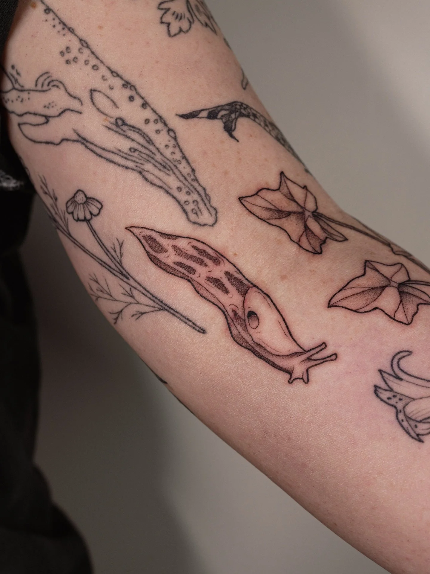 A banana slug, blueberries, a bee, and English ivy for Cam next to a healed lily and chamomile✨🐝🫐🌿