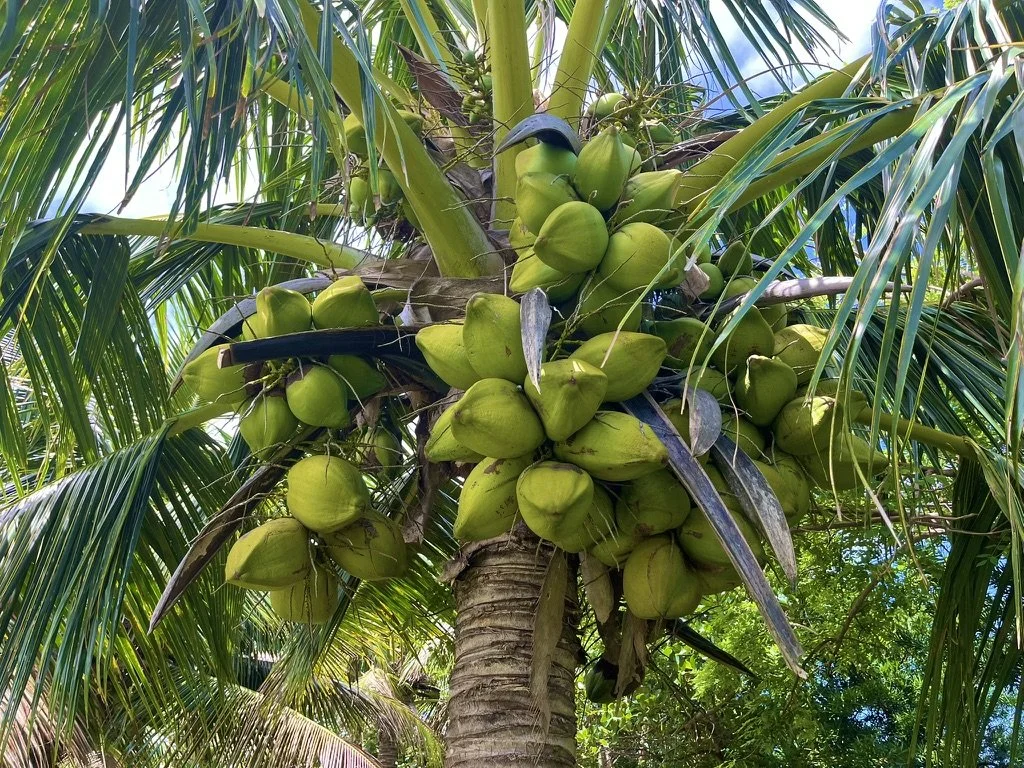 E5AC7F73-5981-4943-8DC5-C489440DBAF9_1_105_c.jpeg