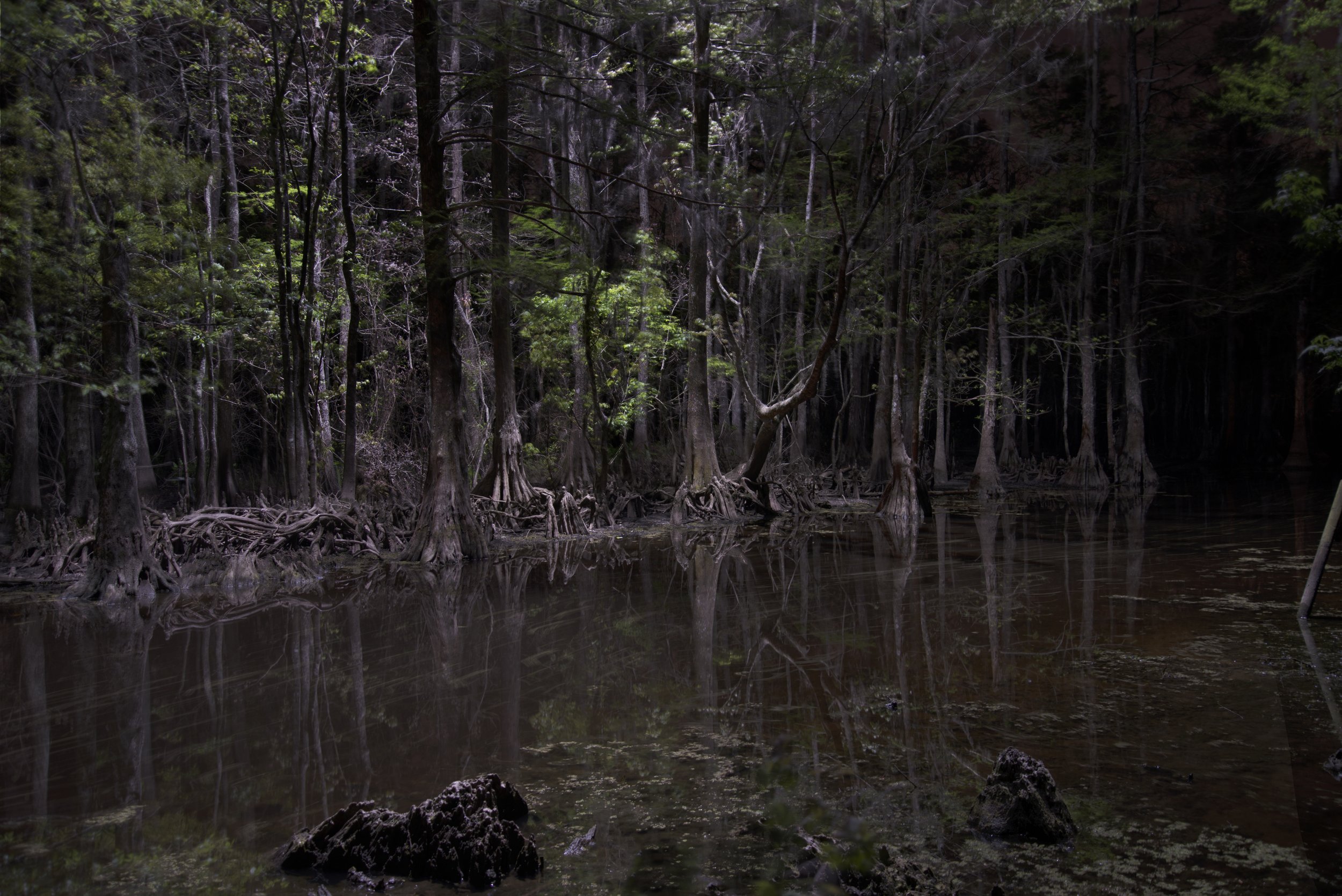 Bear Island Bayou