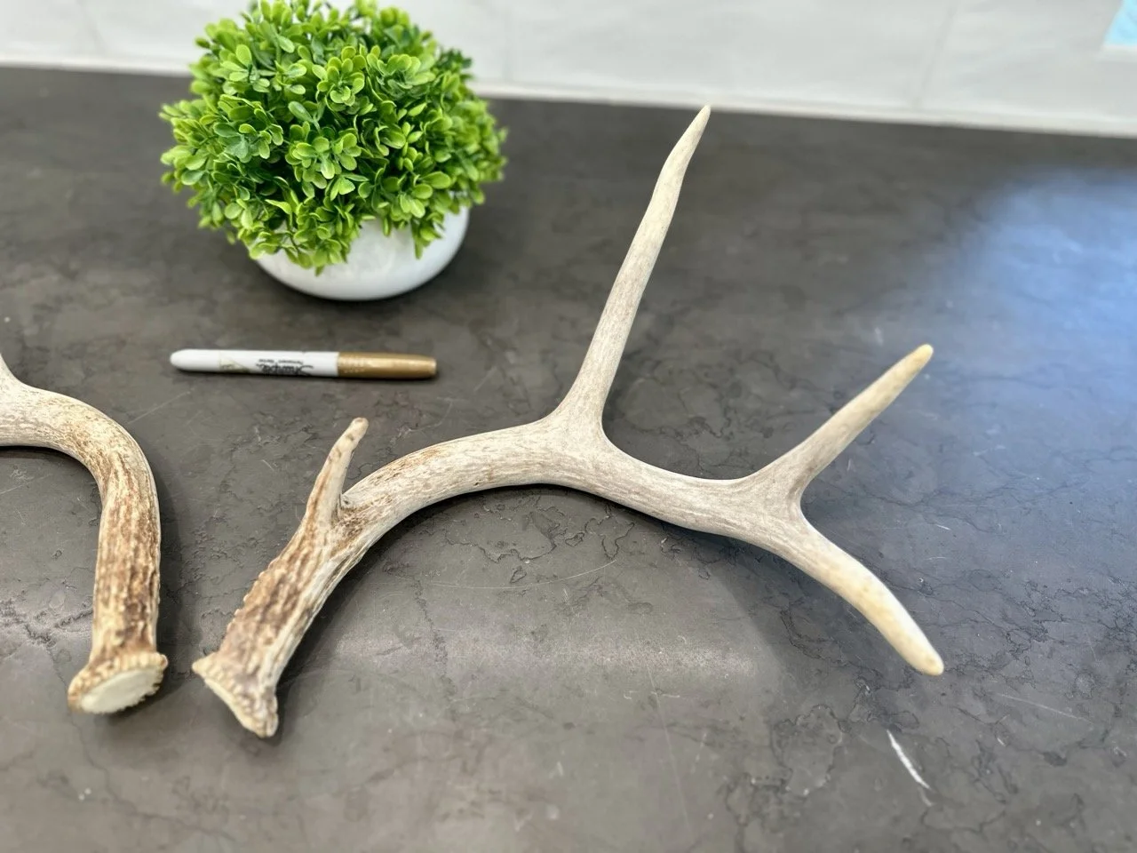 IMG_4371 2 Large.jpeg