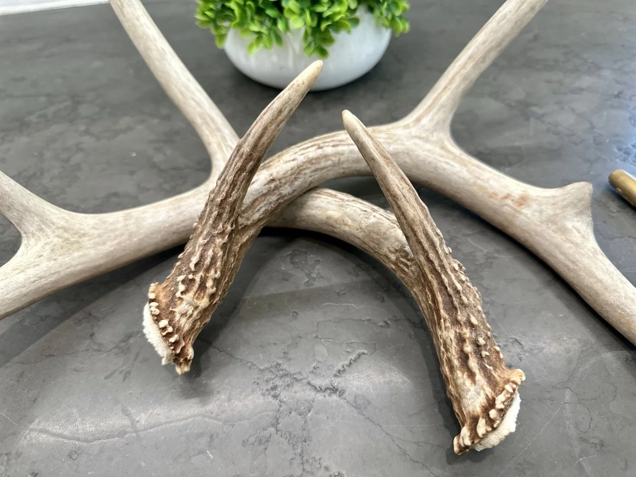 IMG_4410 2 Large.jpeg