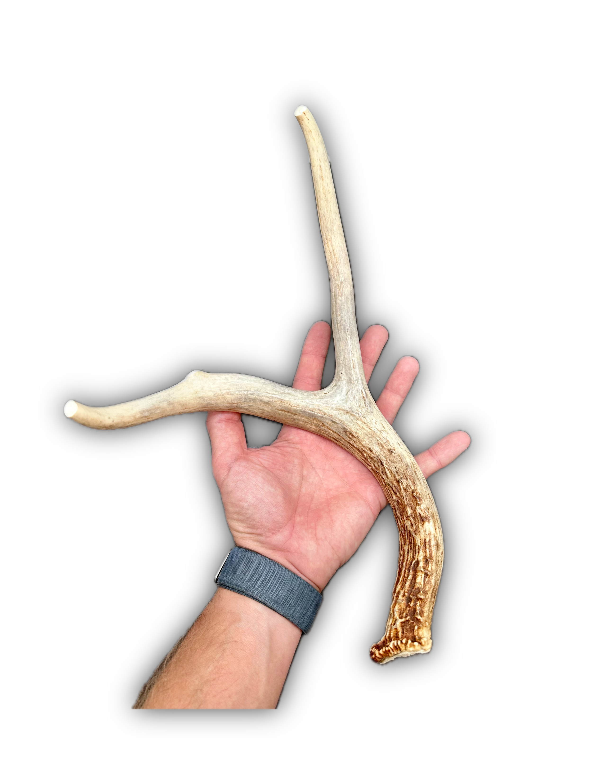 Deer Antler | Dog Chews | Custom Cut | Complete Antler