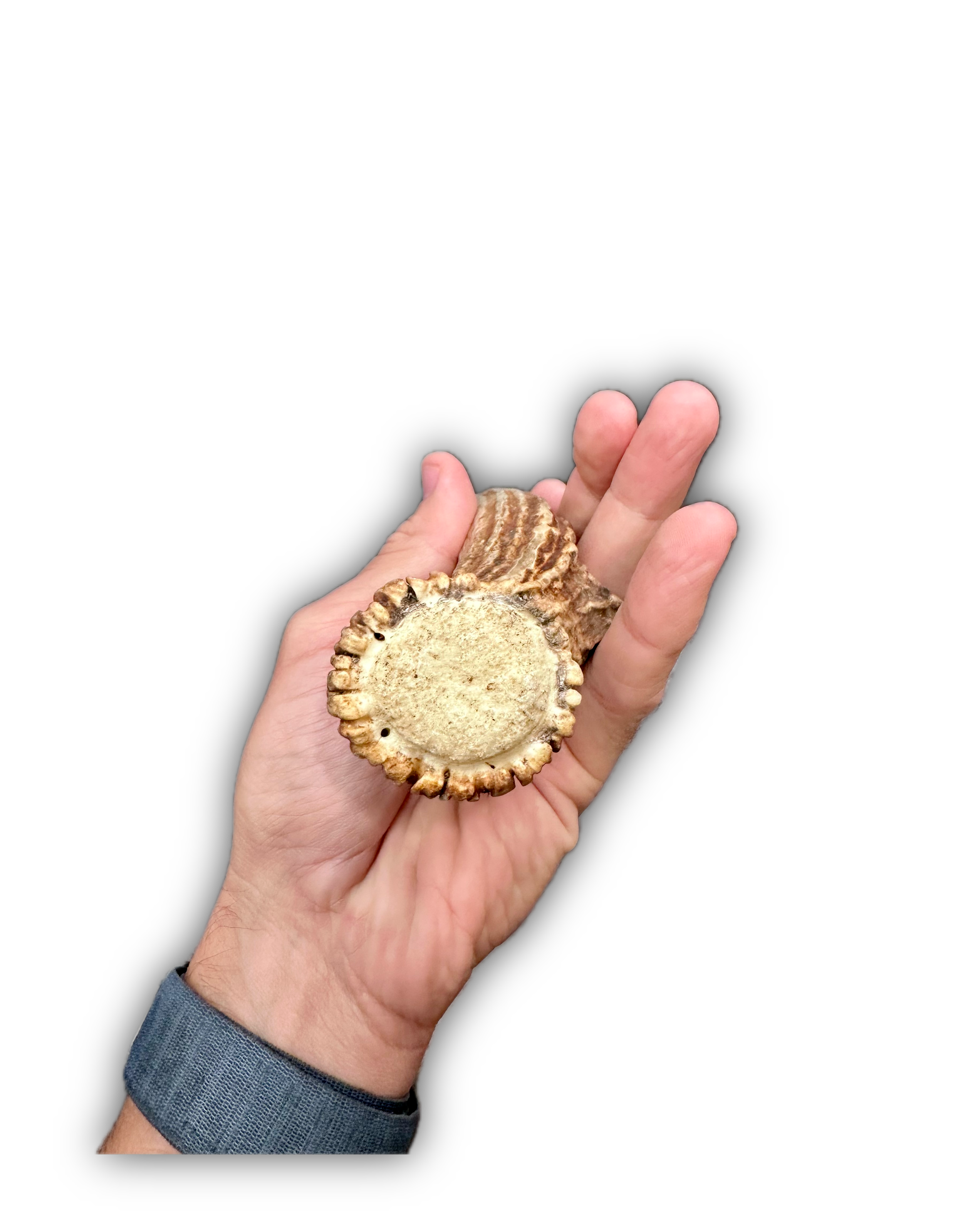 IMG_6981 Background Removed-shadow.png