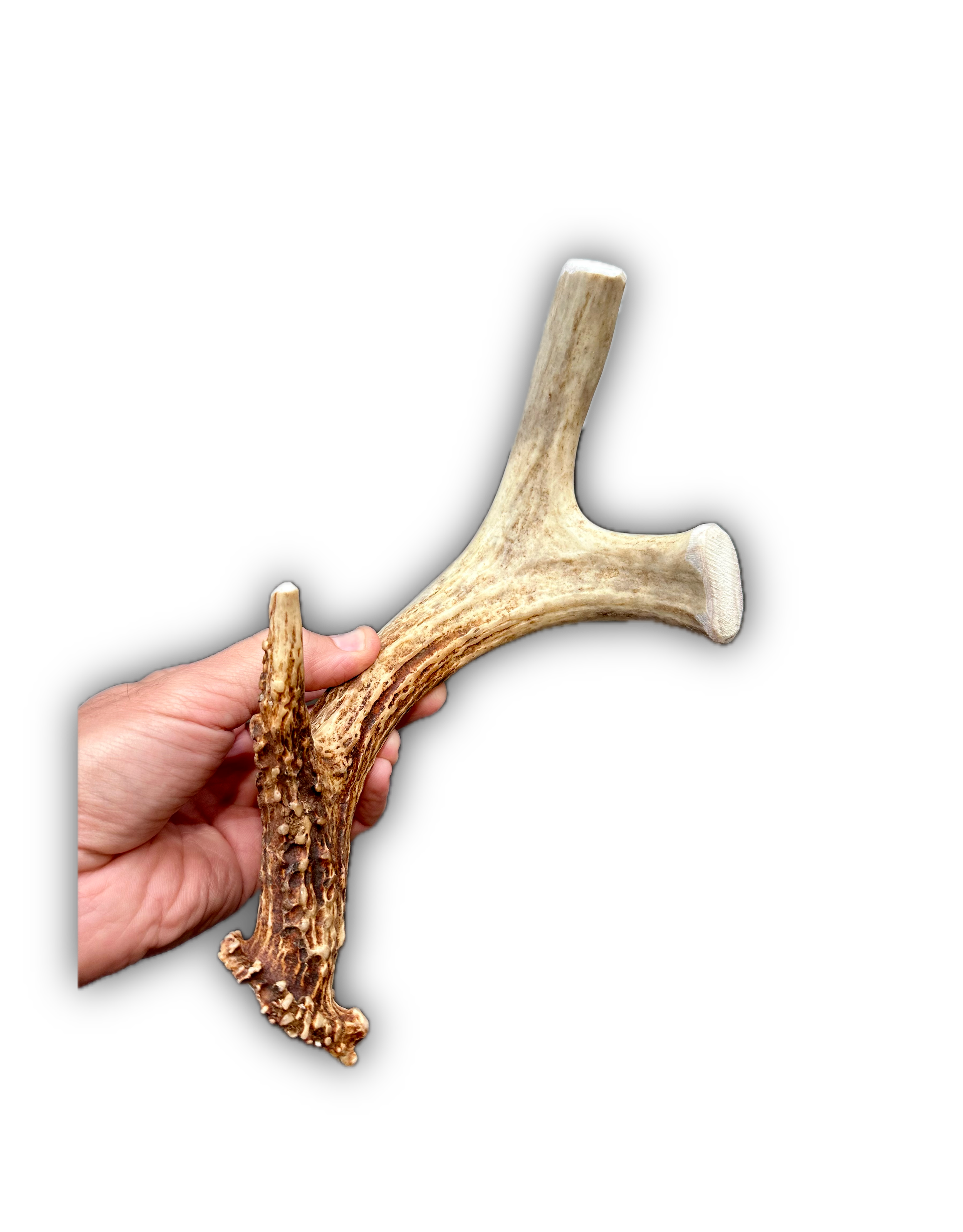 Deer Antler | Dog Chews | Custom Cut | Antler Base 10" w/ Tines