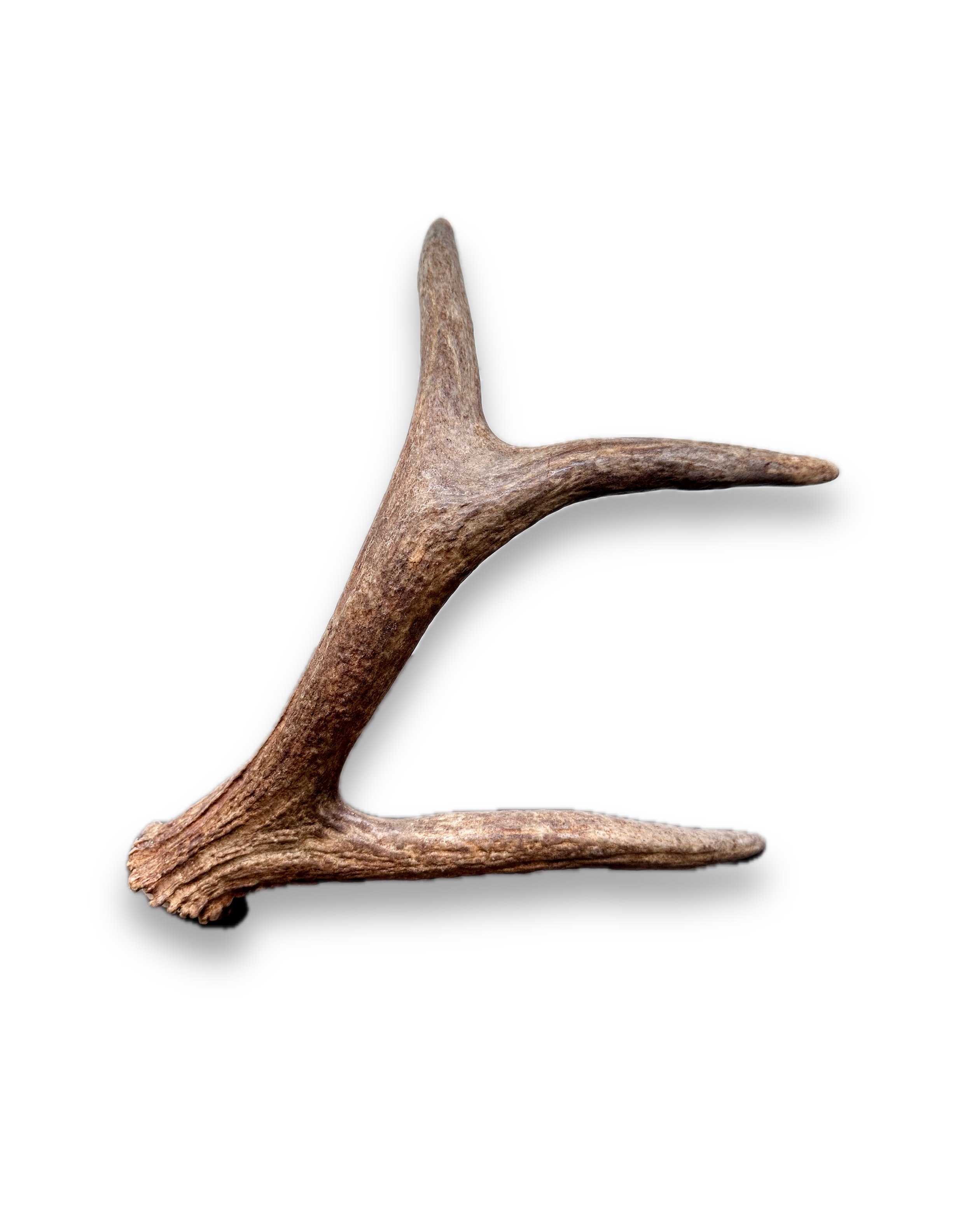 IMG_7270 Background Removed-shadow.png