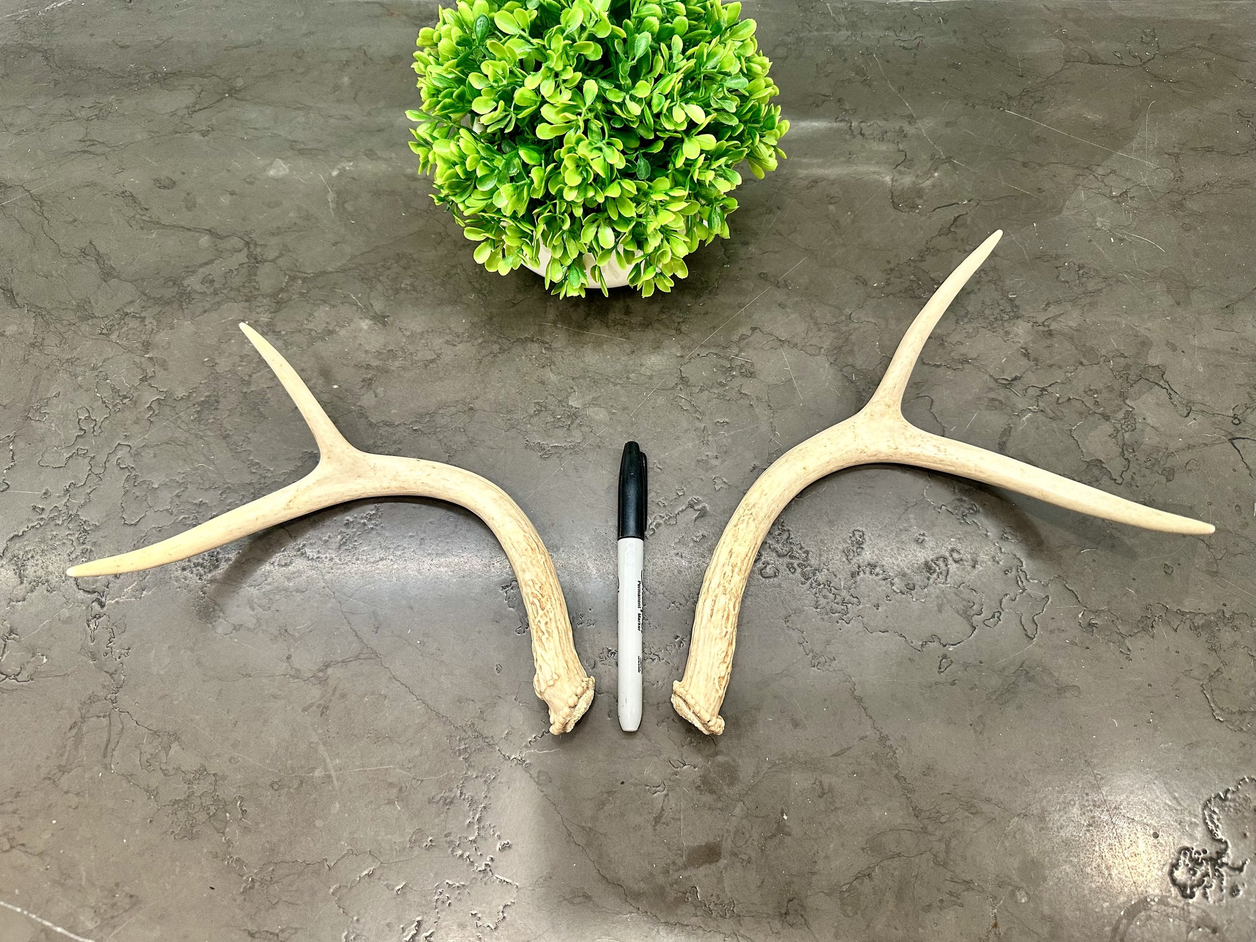 Deer Antler | Naturally Shed | WHOLE | Paired Matched Antler Set | 4 Point Buck