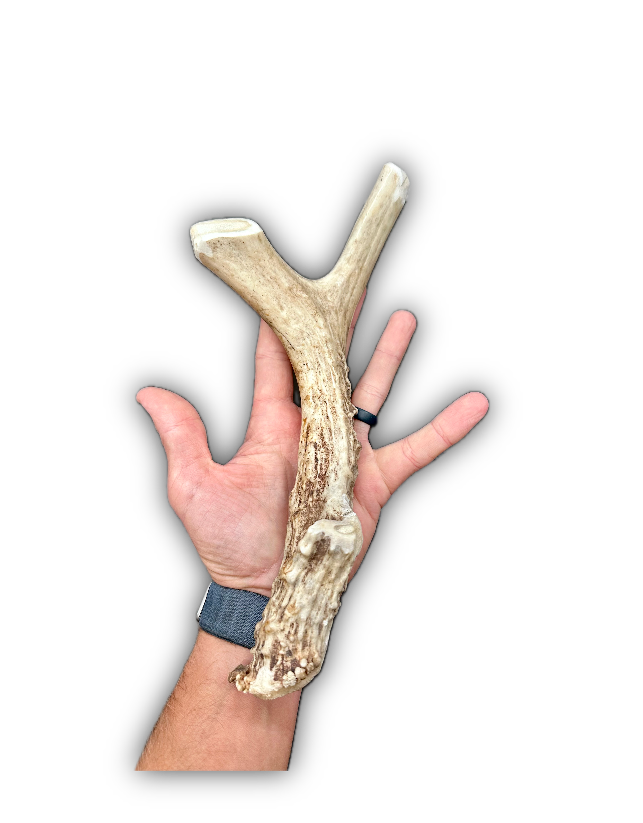 Deer Antler | Dog Chews | Custom Cut | Antler Base 10.5" w/ Tine