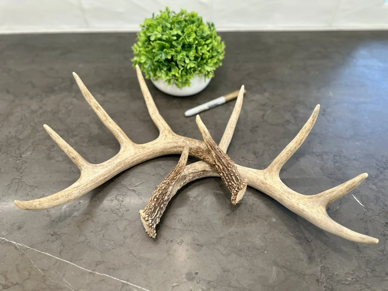 IMG_4358 2 Large.jpeg