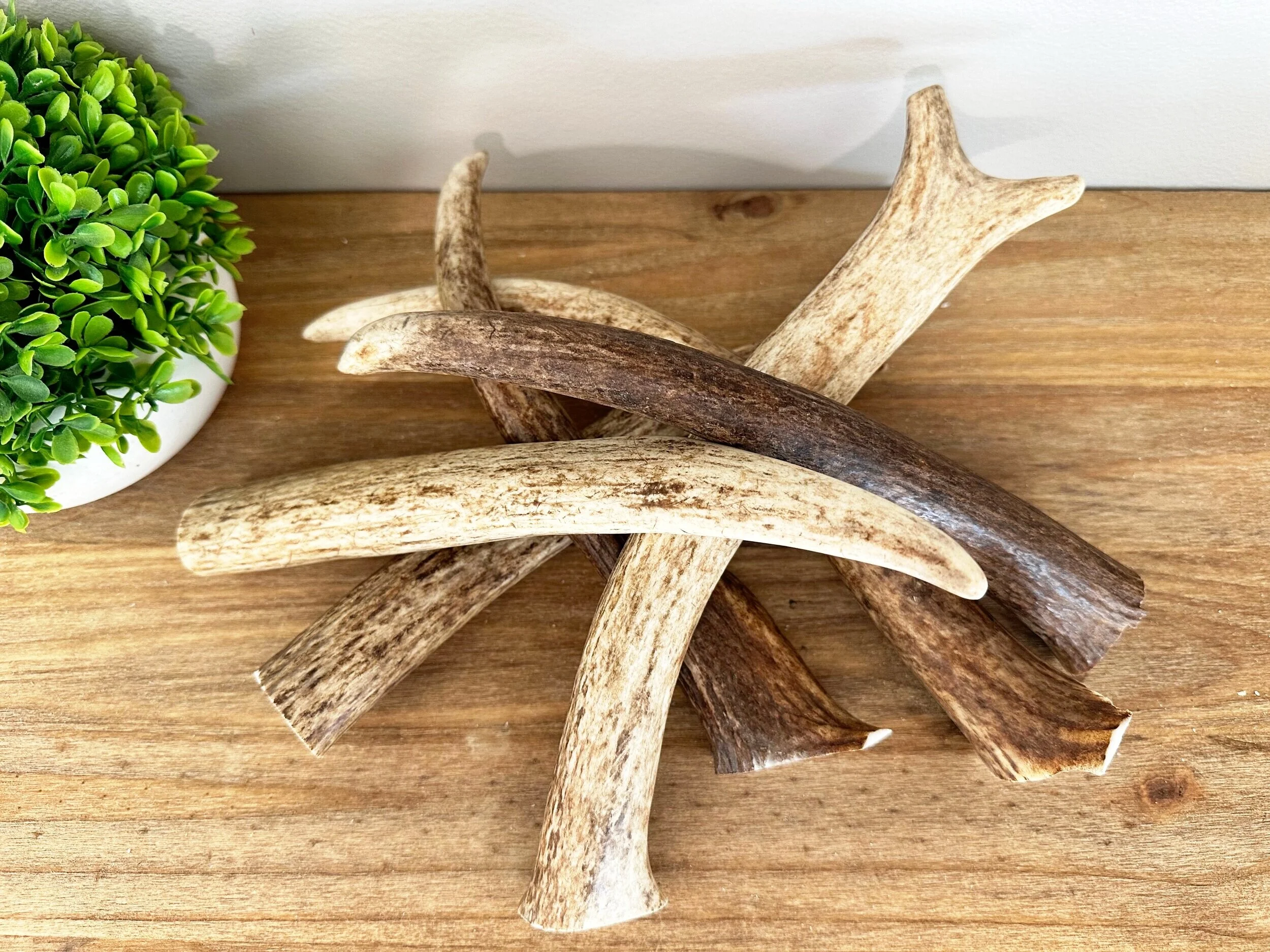 Elk Antler Dog Chews - Marrow Sticks For Small Dogs, Naturally Shed In Canada, All-Natural Dental Treat