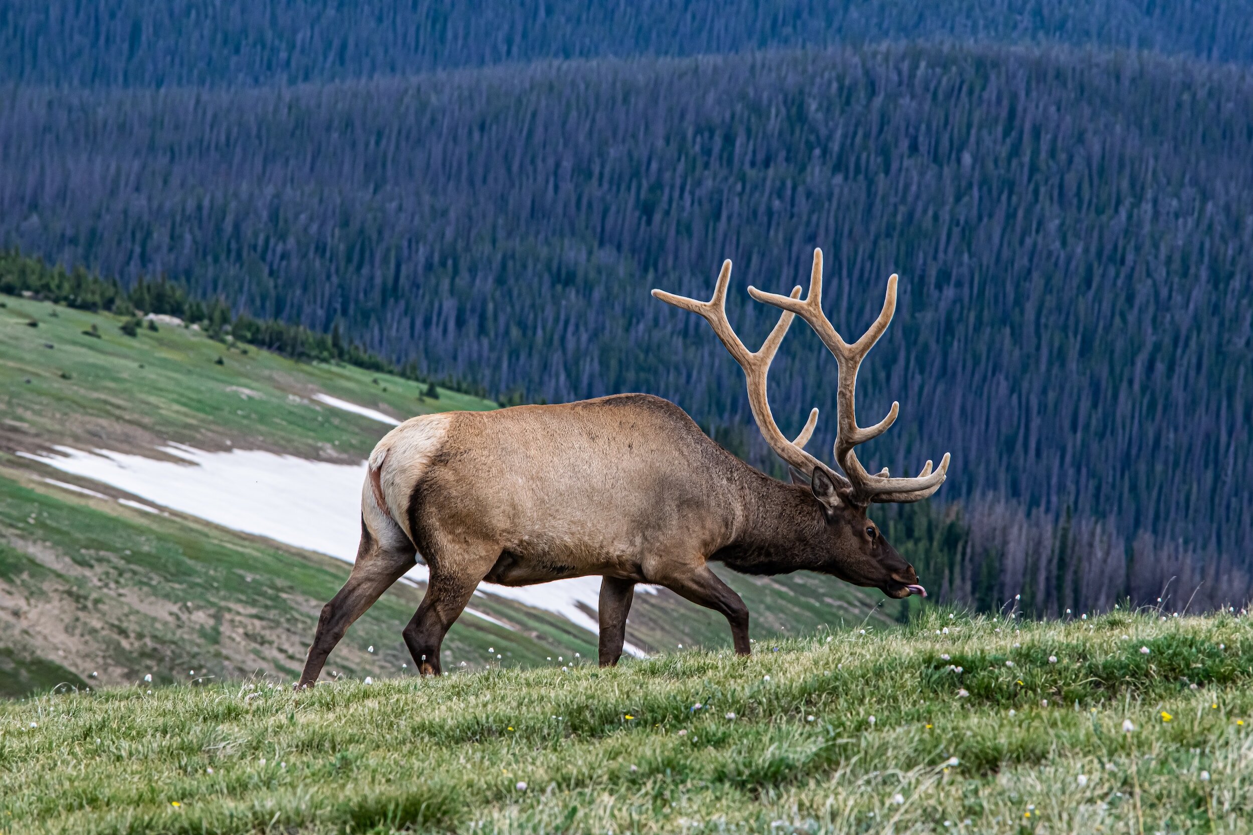 How Do Deer, Elk, and Moose Shed Their Antlers?