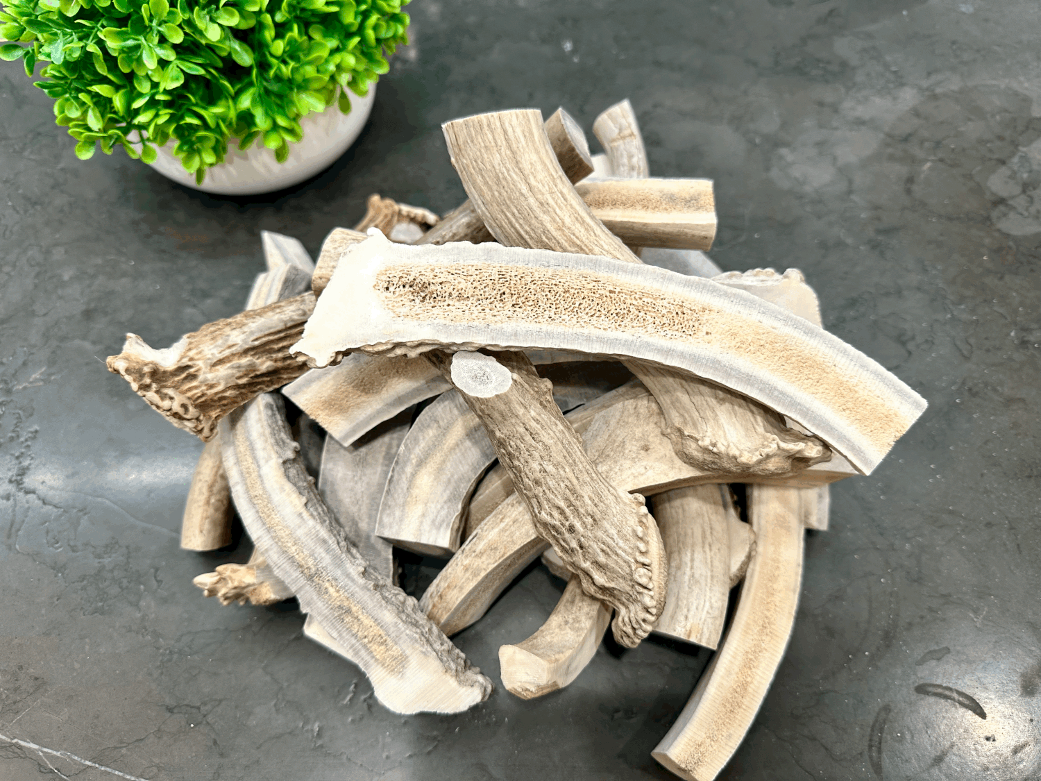 Split Deer Antlers for Dogs [6" - 7" SPLIT Pieces] Exposing Delicious  Marrow For Your Dog to Chew On  Antler Ridge Co