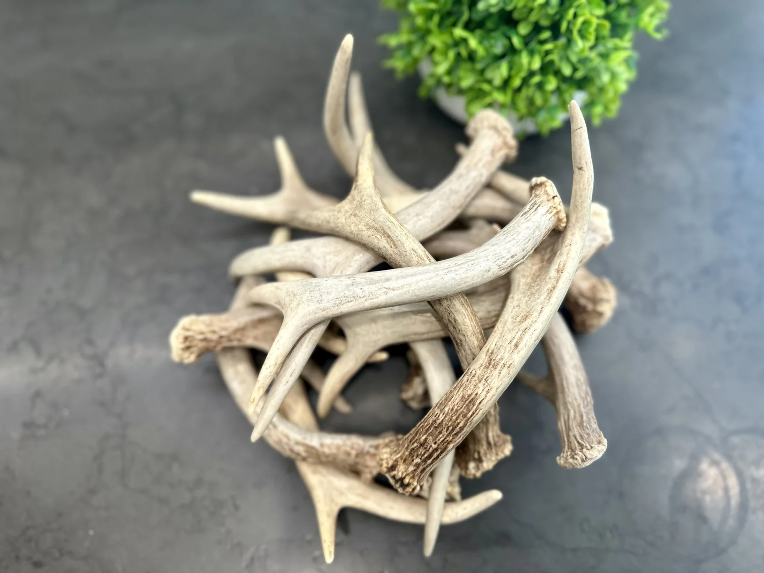Purchase Whitetail Deer Antlers (Naturally Shed) | Complete WHOLE