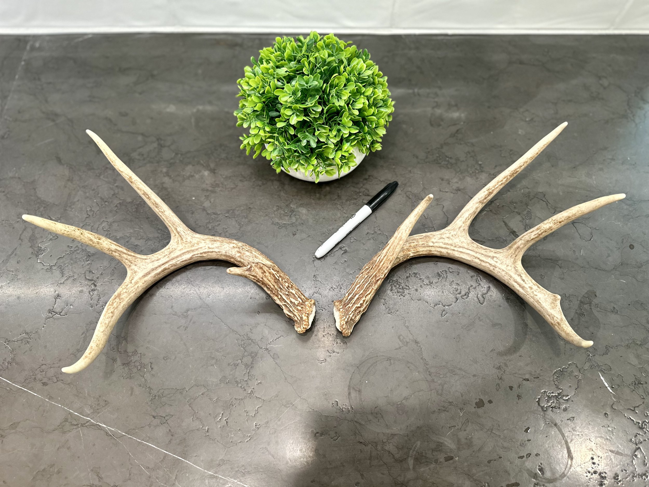 Deer Antlers | Naturally Shed | WHOLE | Paired Matched Antler Set | 8 Point Buck