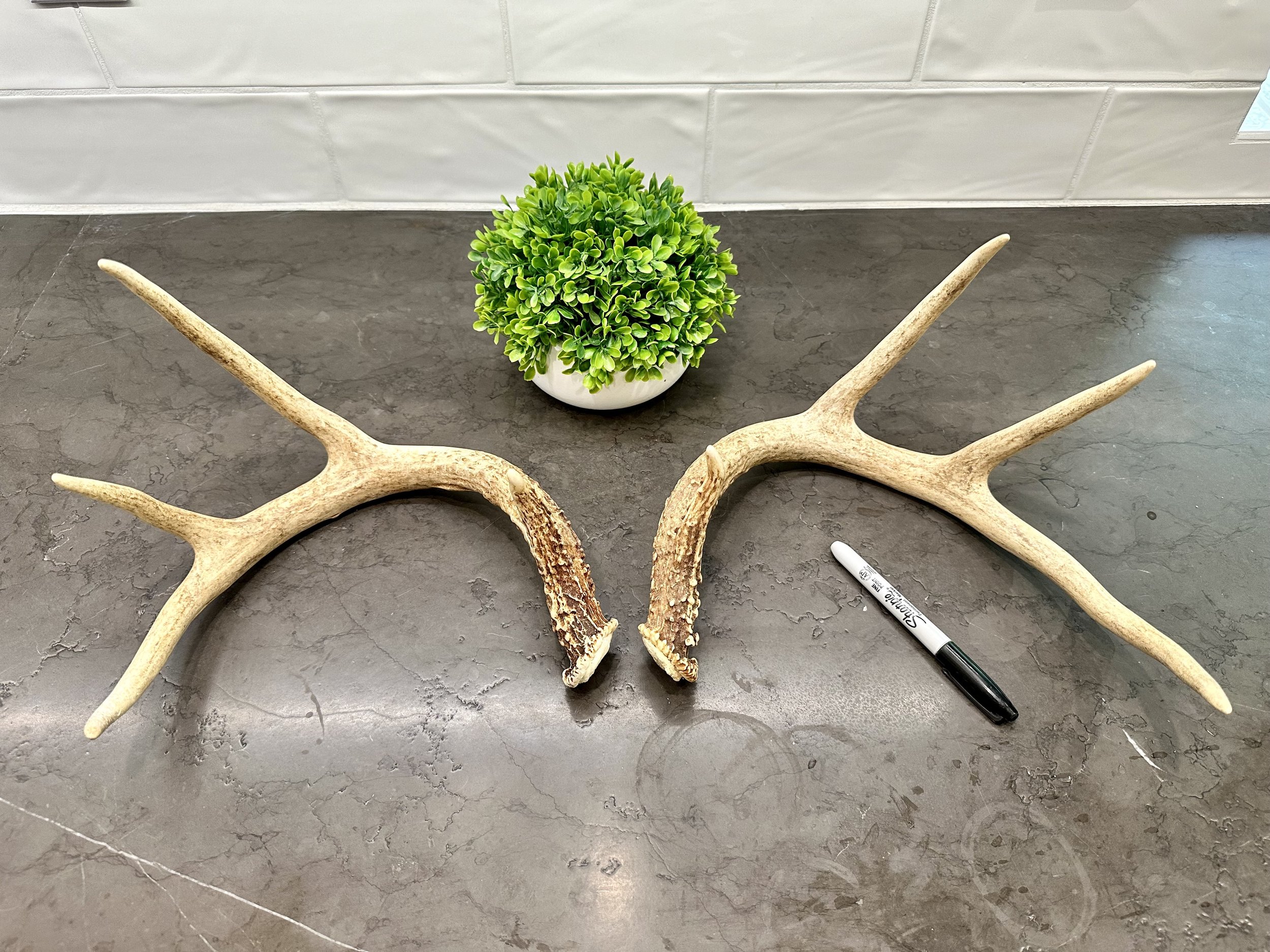 Deer Antlers | Naturally Shed | WHOLE | Paired Matched Antler Set | 8 Point Buck
