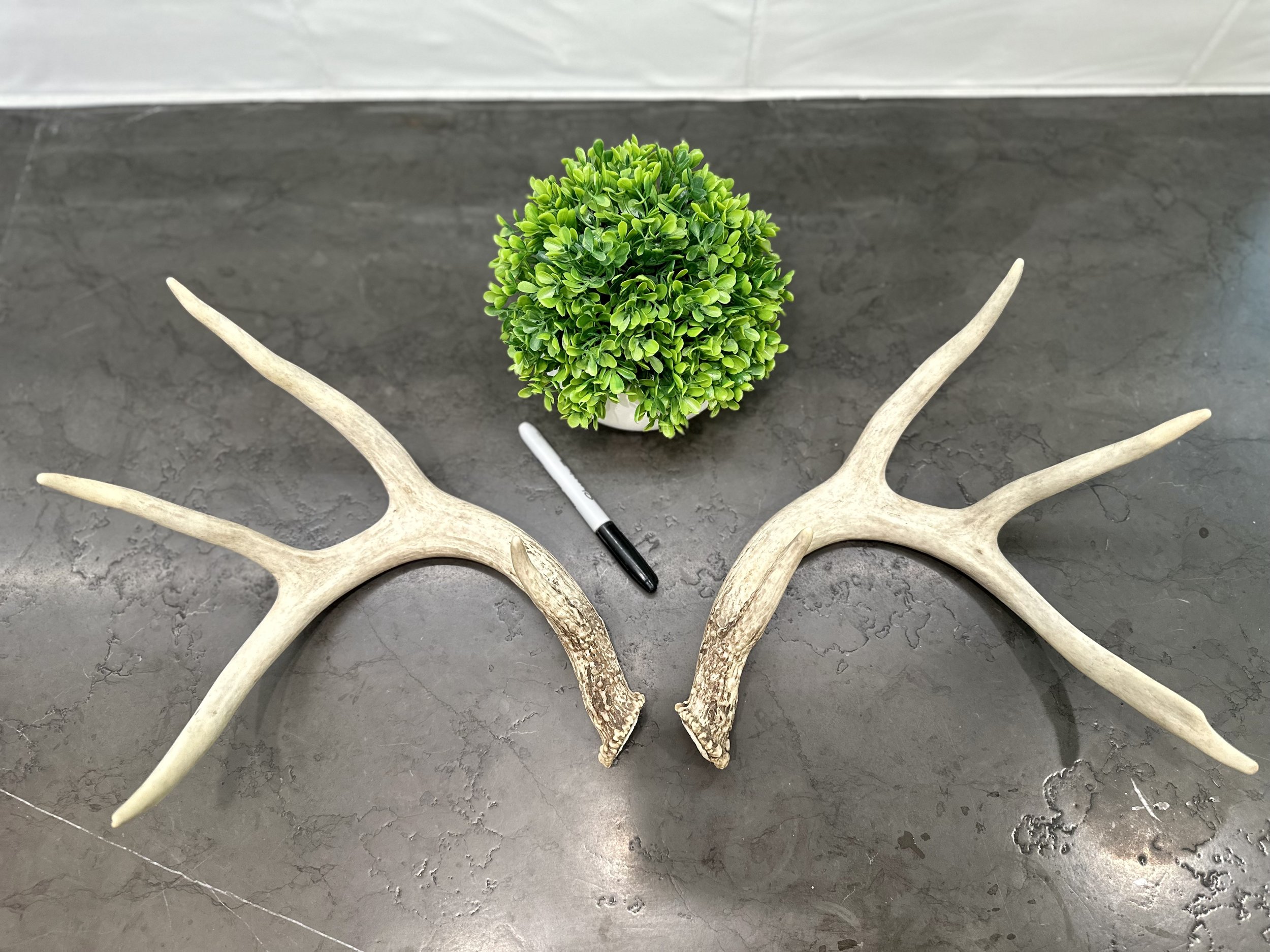 Deer Antlers | Naturally Shed | WHOLE | Paired Matched Antler Set | 8 Point Buck