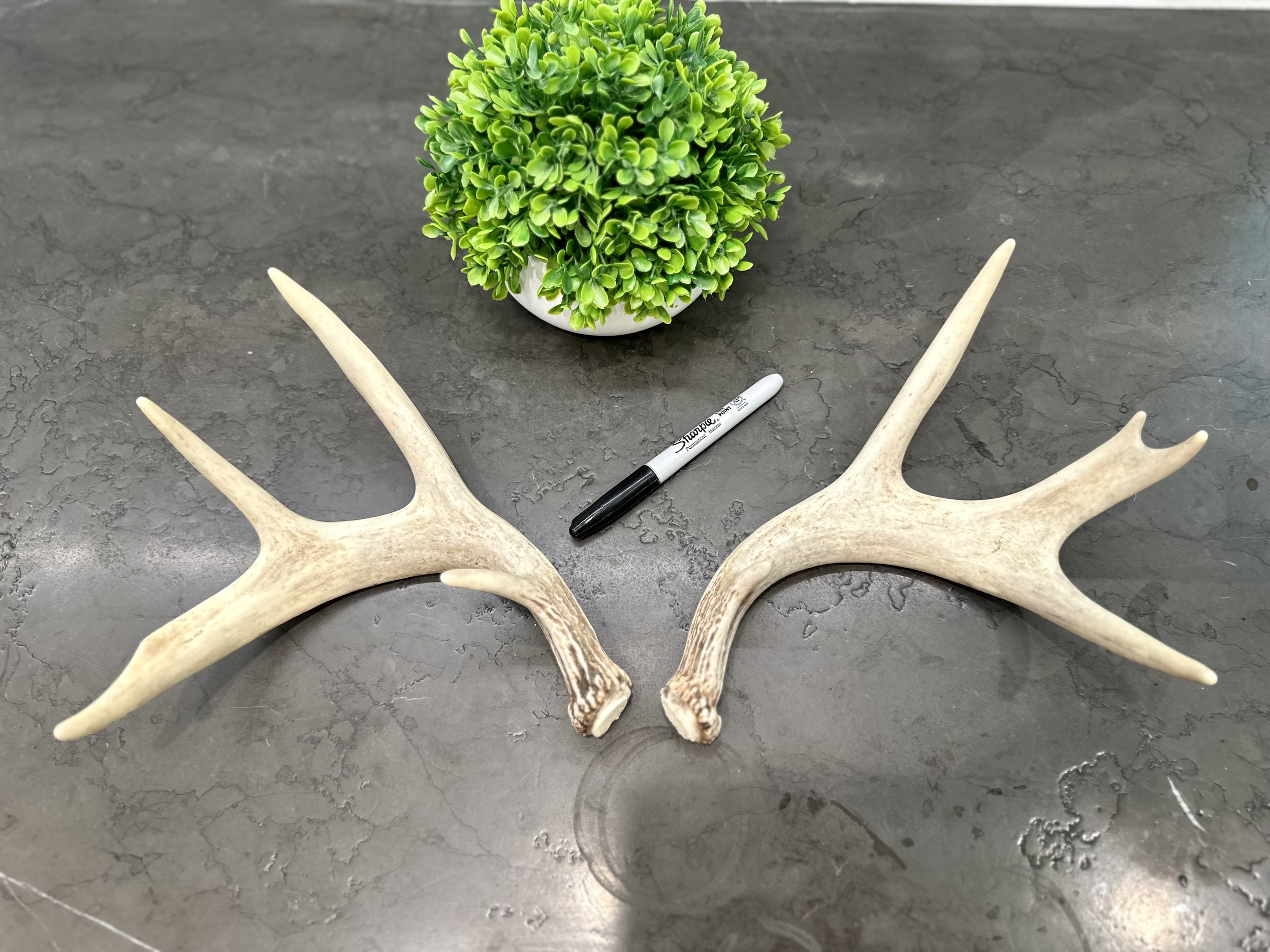 Deer Antlers | Naturally Shed | WHOLE | Paired Matched Antler Set | 8 Point Buck