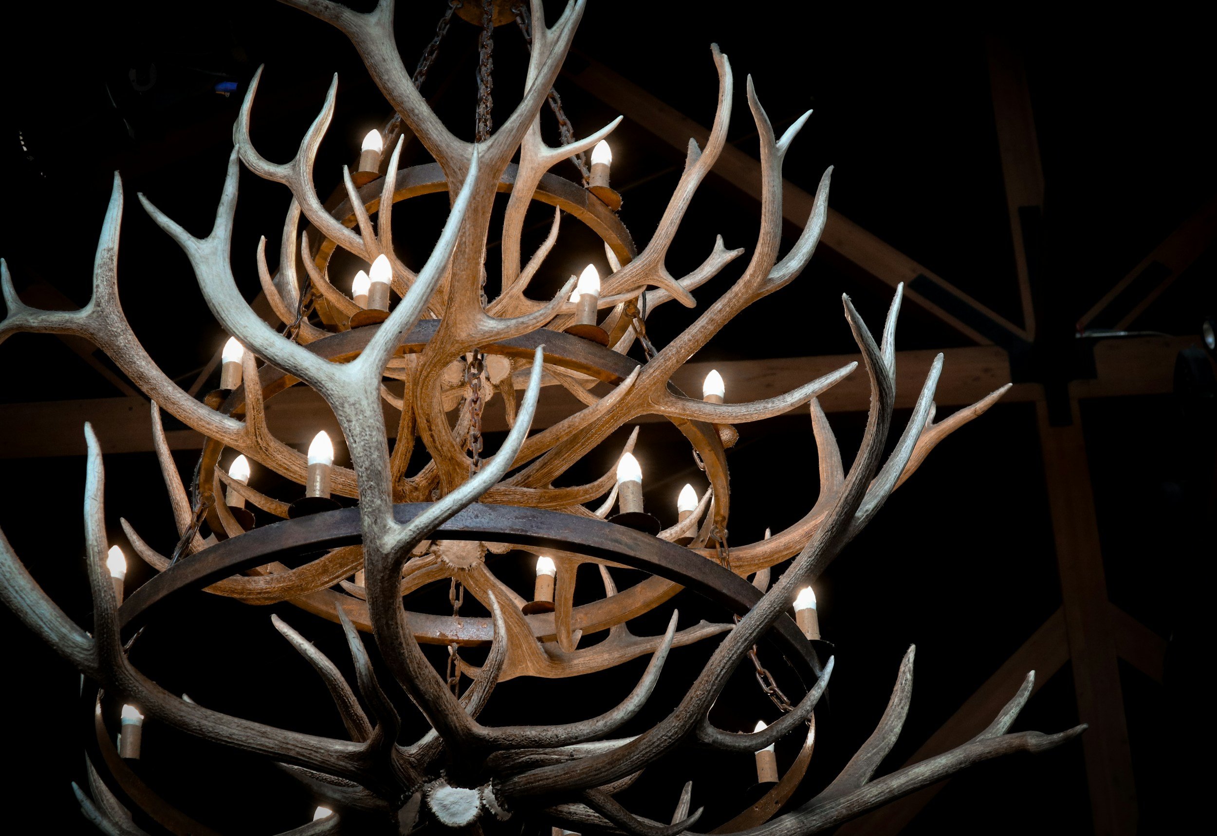 What Can You Do with Shed Antlers?