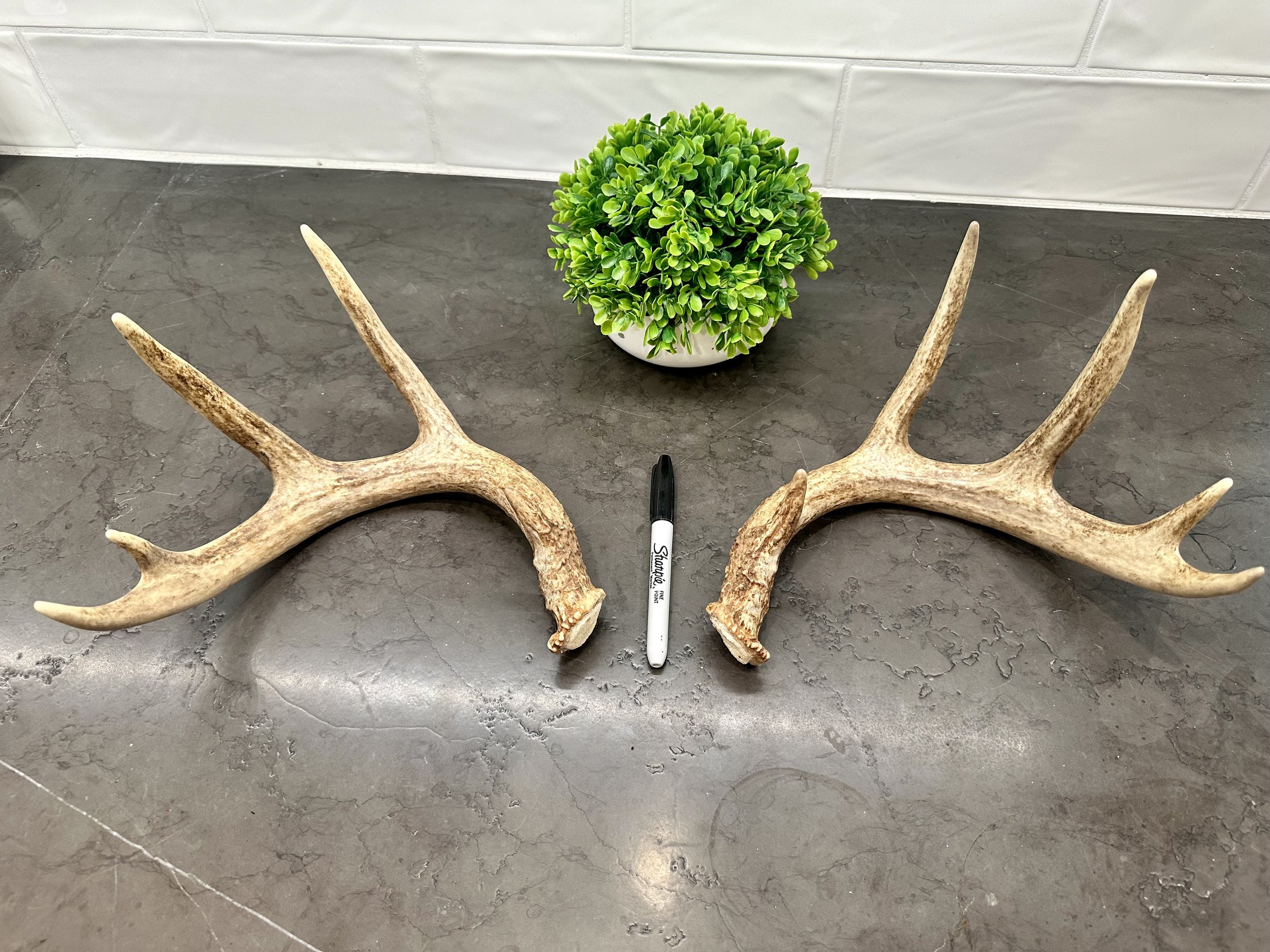 Deer Antler | Naturally Shed | WHOLE | Paired Matched Antler Set | 10 Point Buck