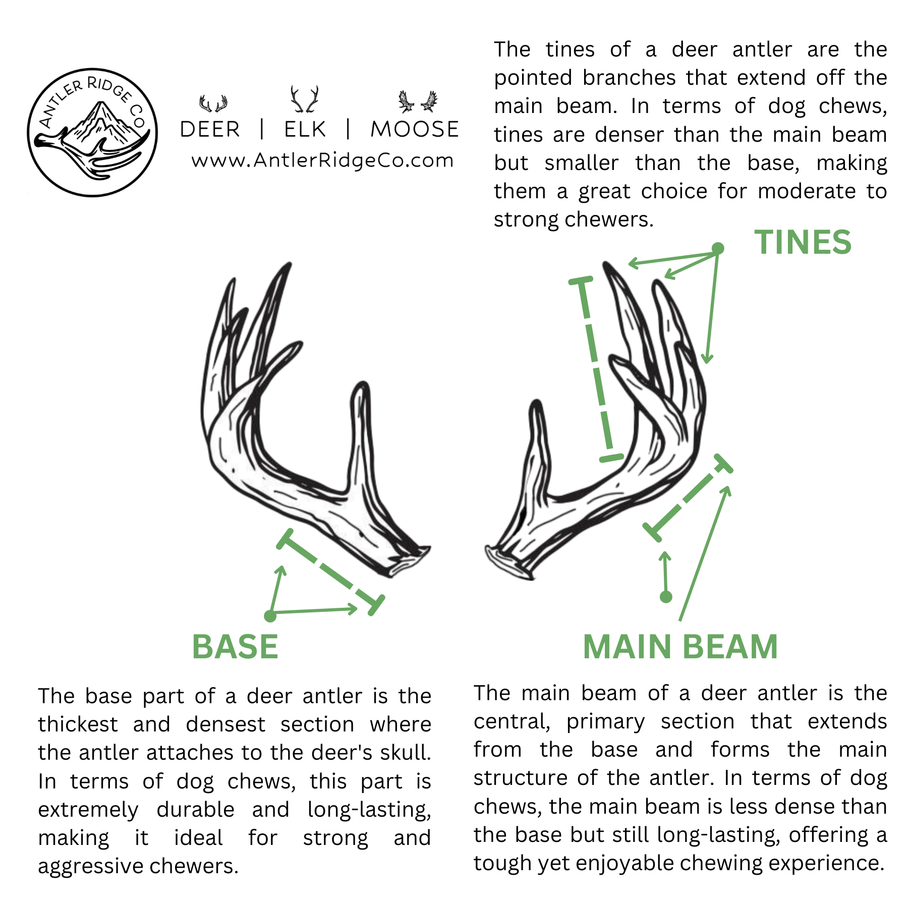 Deer Antler Explanation deer-antler-explanation