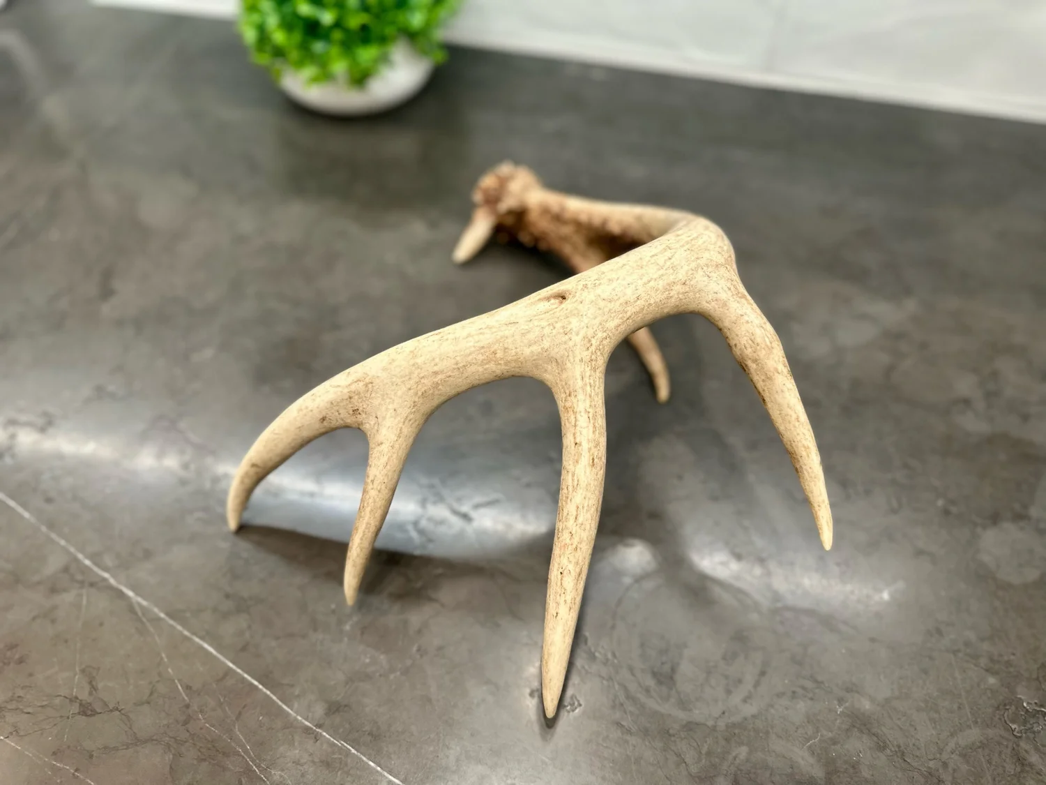 Buy a Deer Horn | 7 Point Shed Antler — Antler Ridge Co