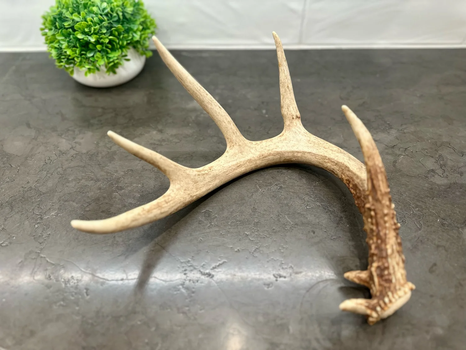 VENISON ANTLER LL２個、L 1個の3個セット送料込、匿名配送‼️ Buy a Deer Horn | 7 Point Shed Antler — Antler Ridge Co