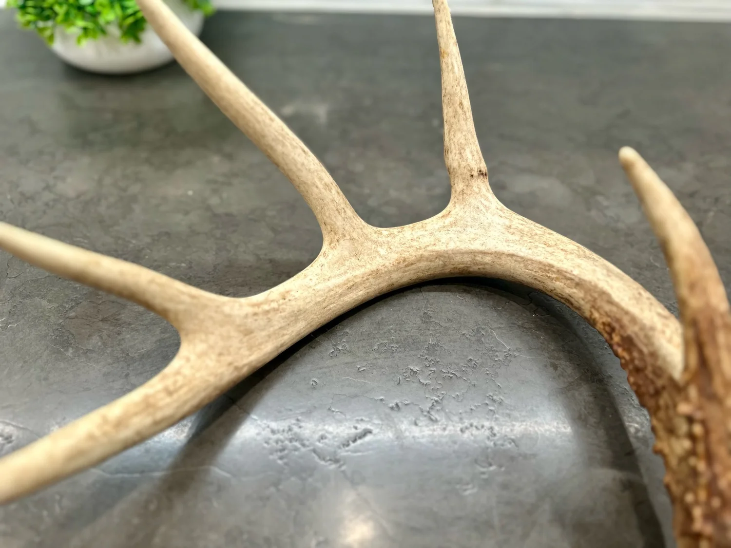 VENISON ANTLER LL２個、L 1個の3個セット送料込、匿名配送‼️ Buy a Deer Horn | 7 Point Shed Antler — Antler Ridge Co