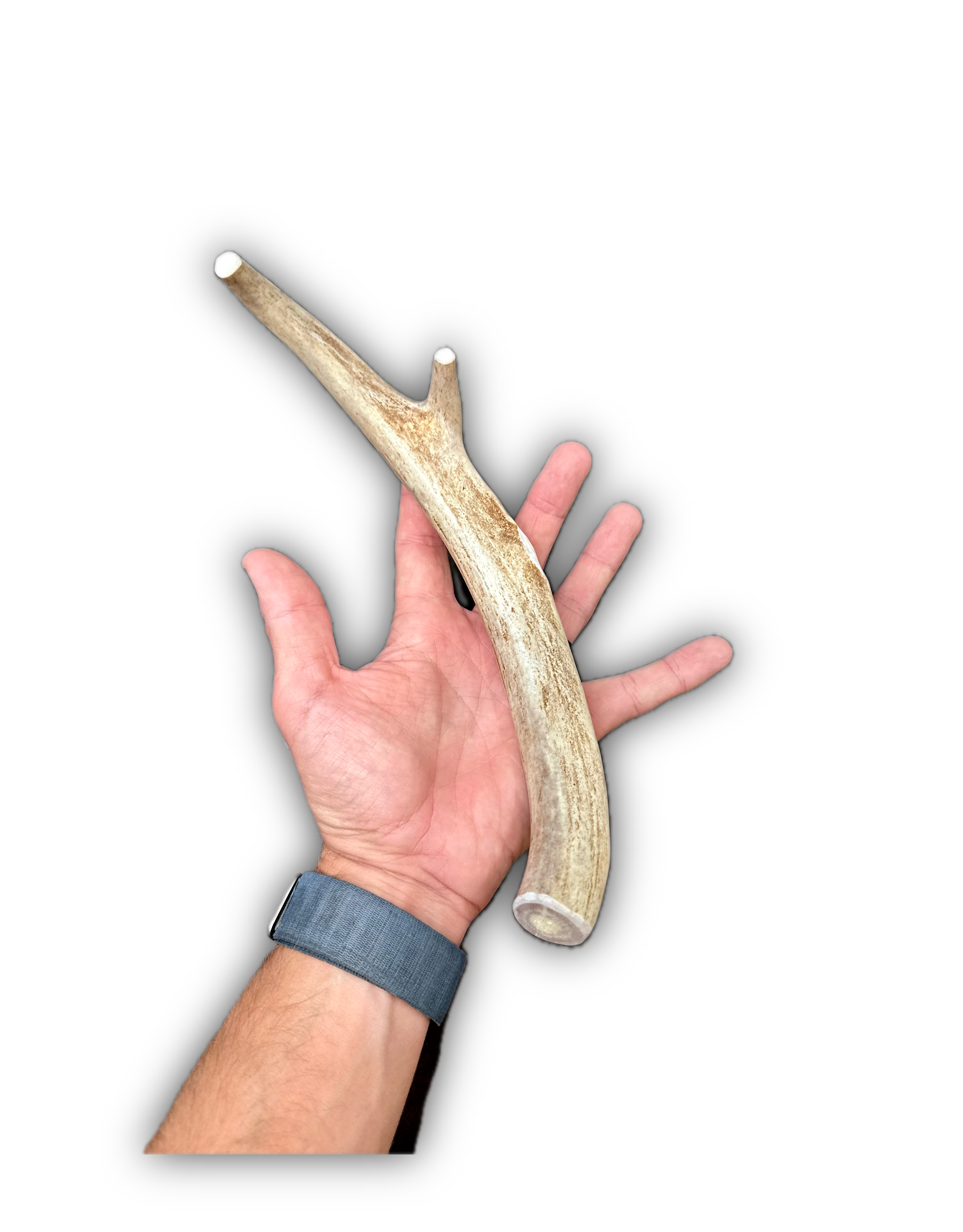 Deer Antler | Dog Chews | Custom Cut | Multi-Point Chew 12"