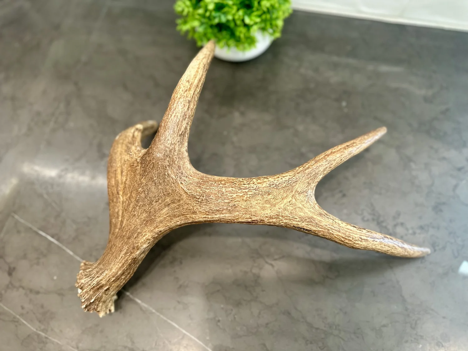 Whole Moose Antler | 17