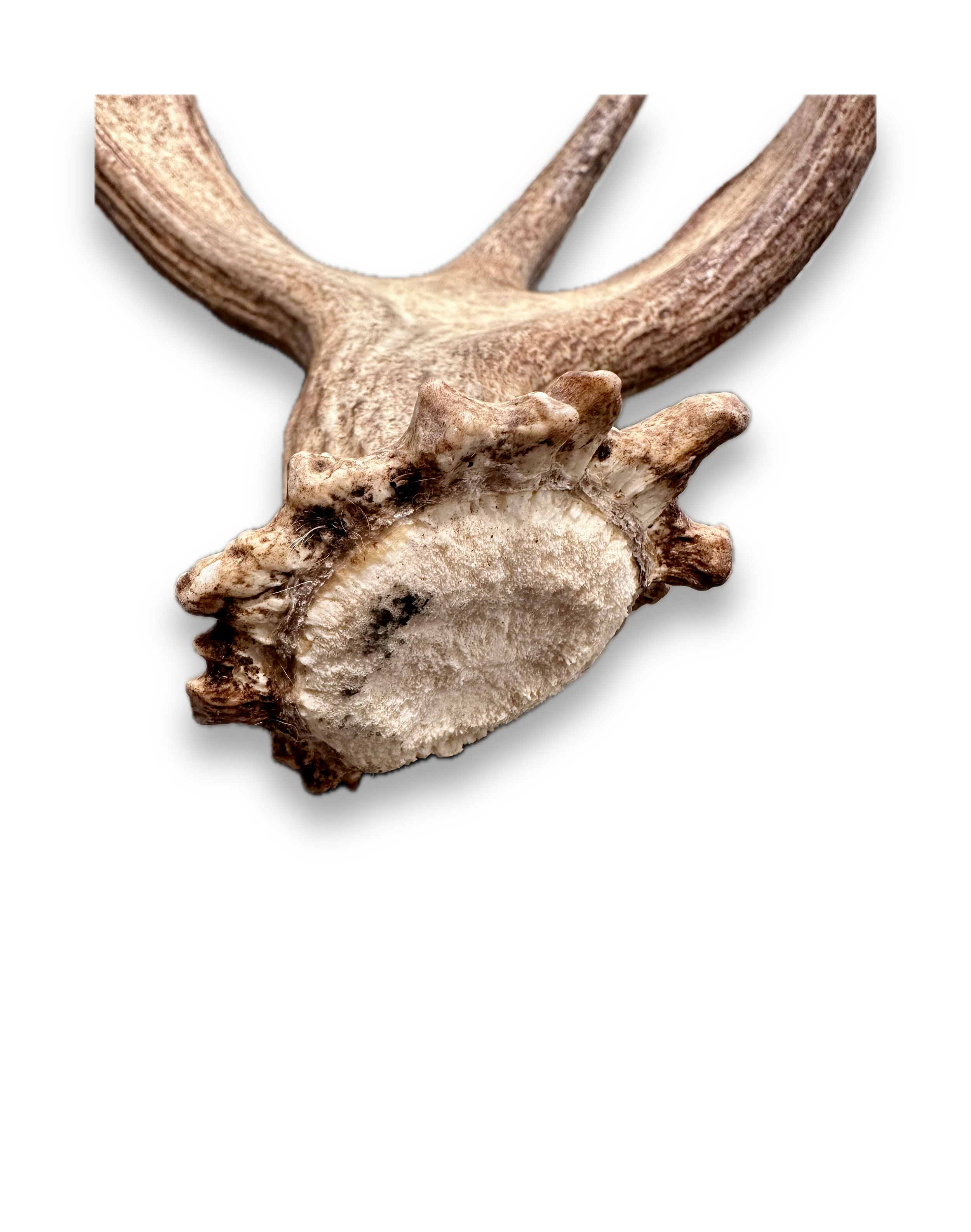 IMG_7262 Background Removed-shadow.png