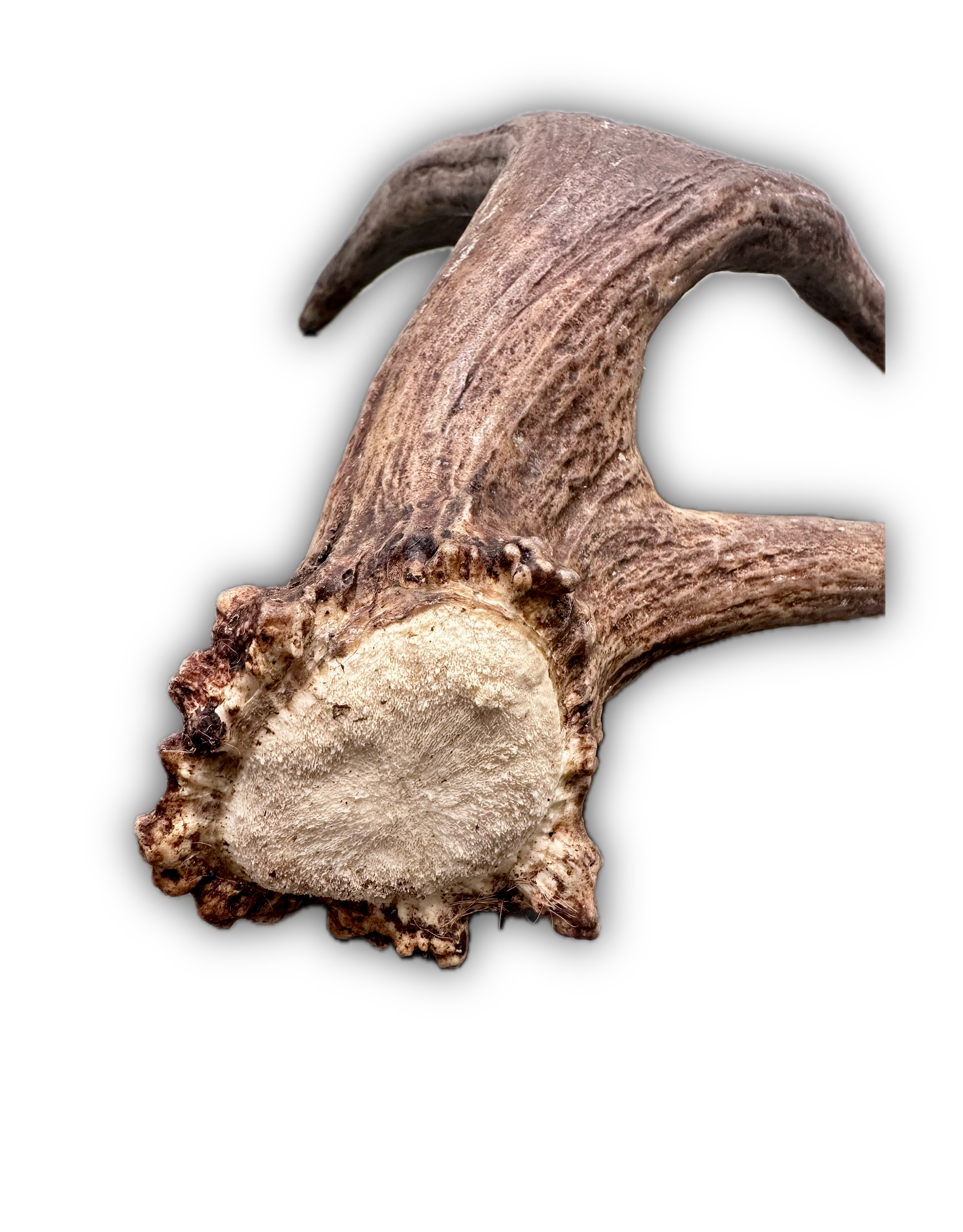 IMG_7224 Background Removed-shadow.png