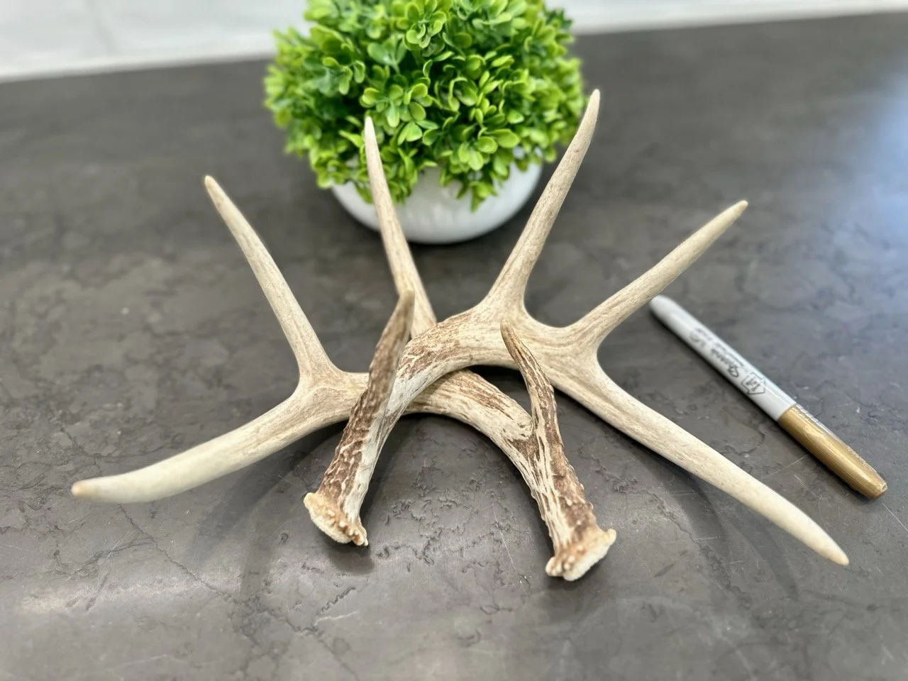 IMG_4390 2 Large.jpeg