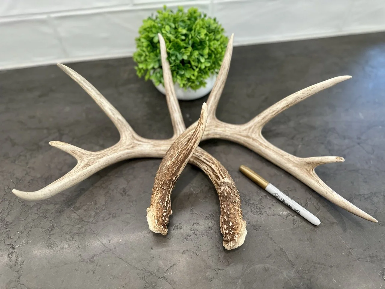 IMG_4345 2 Large.jpeg