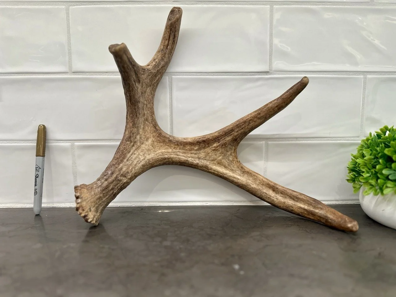 IMG_4418 2 Large.jpeg