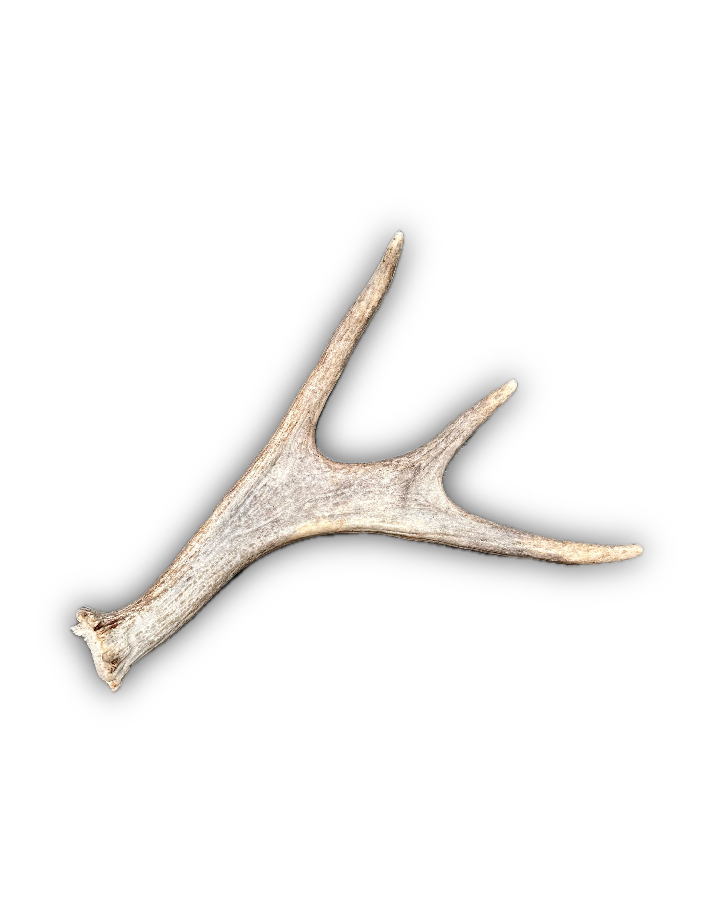 IMG_7228 Background Removed-shadow.png