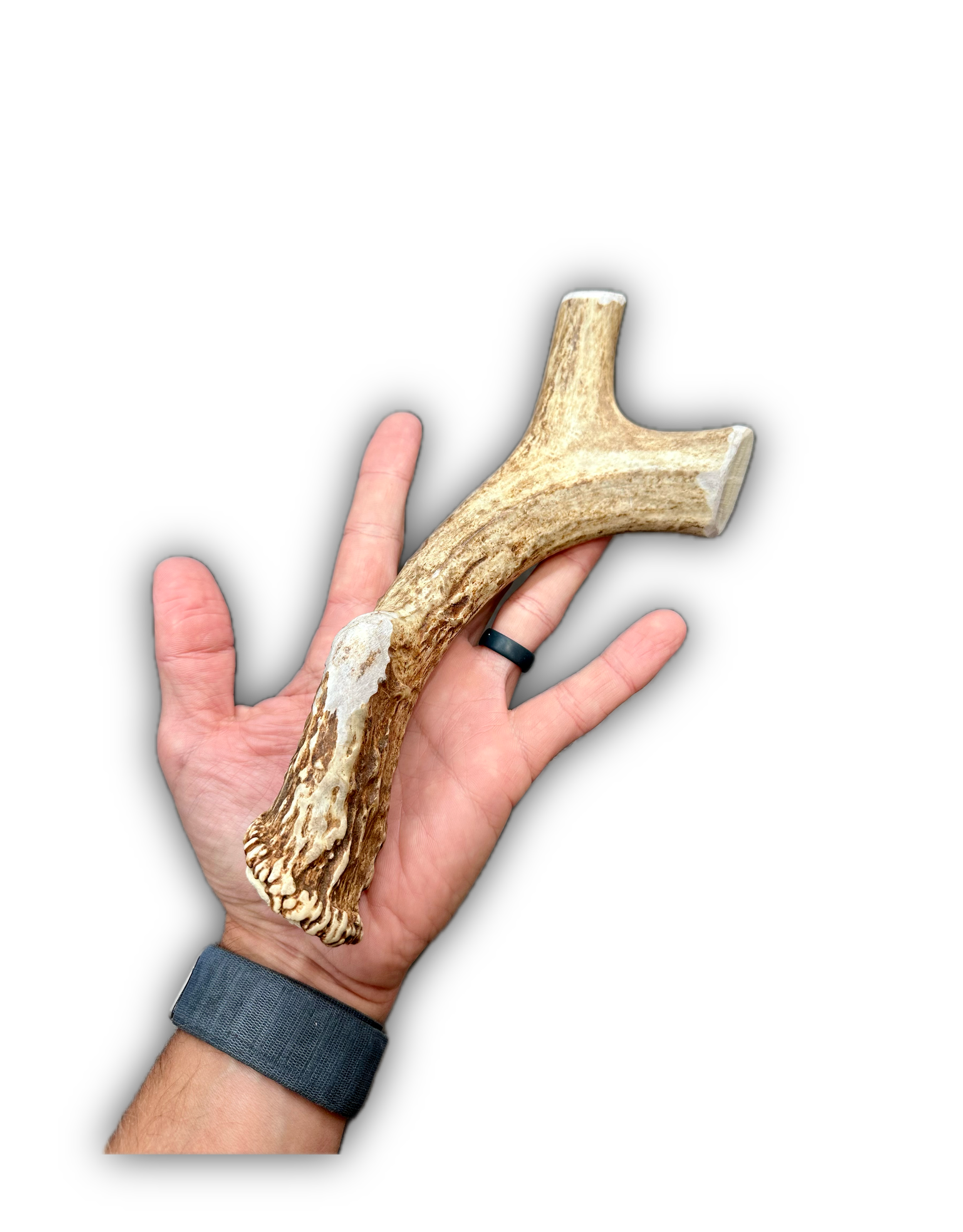 Deer Antler | Dog Chews | Custom Cut | Antler Base 10" w/ Tine