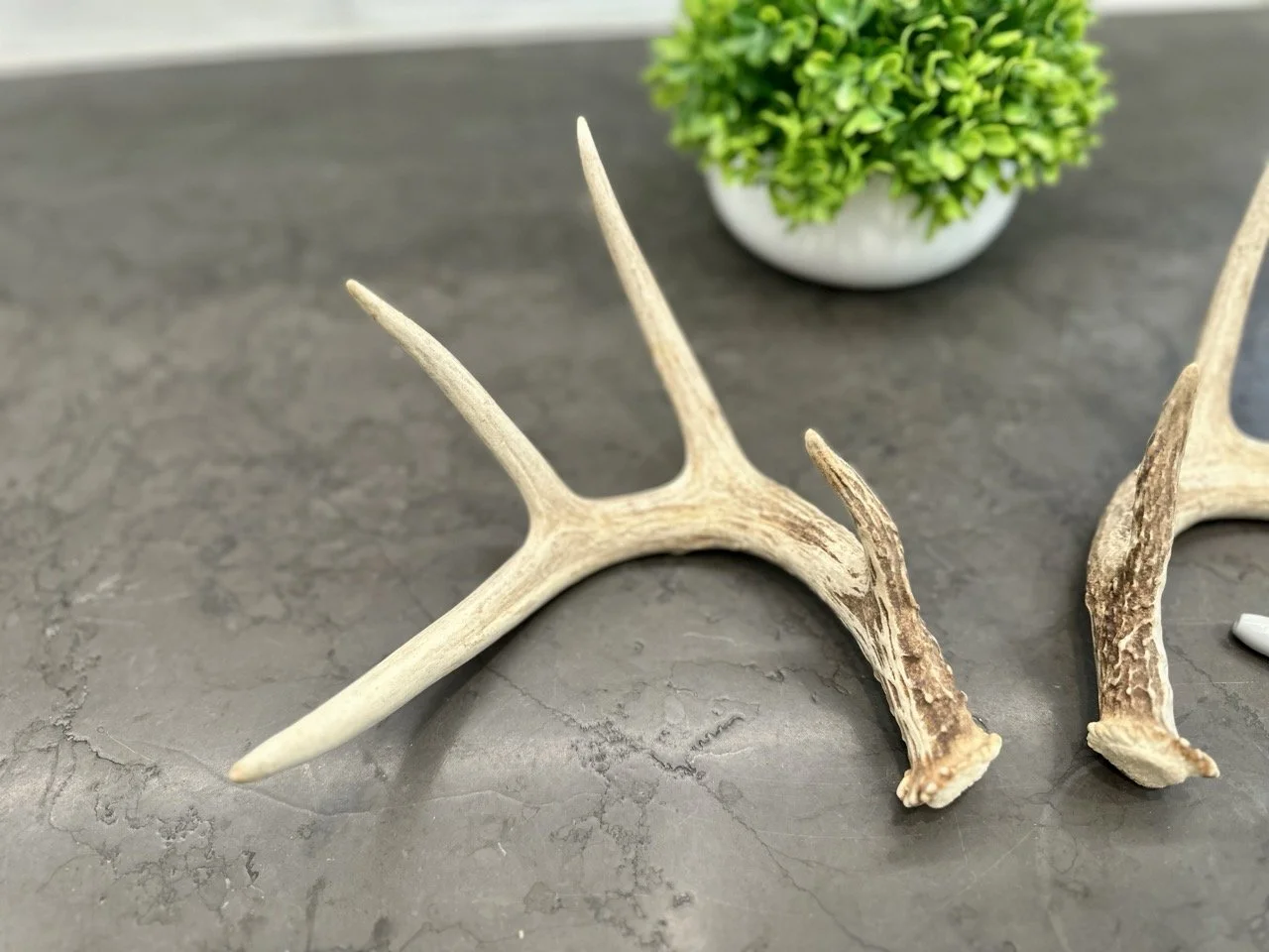 IMG_4386 2 Large.jpeg